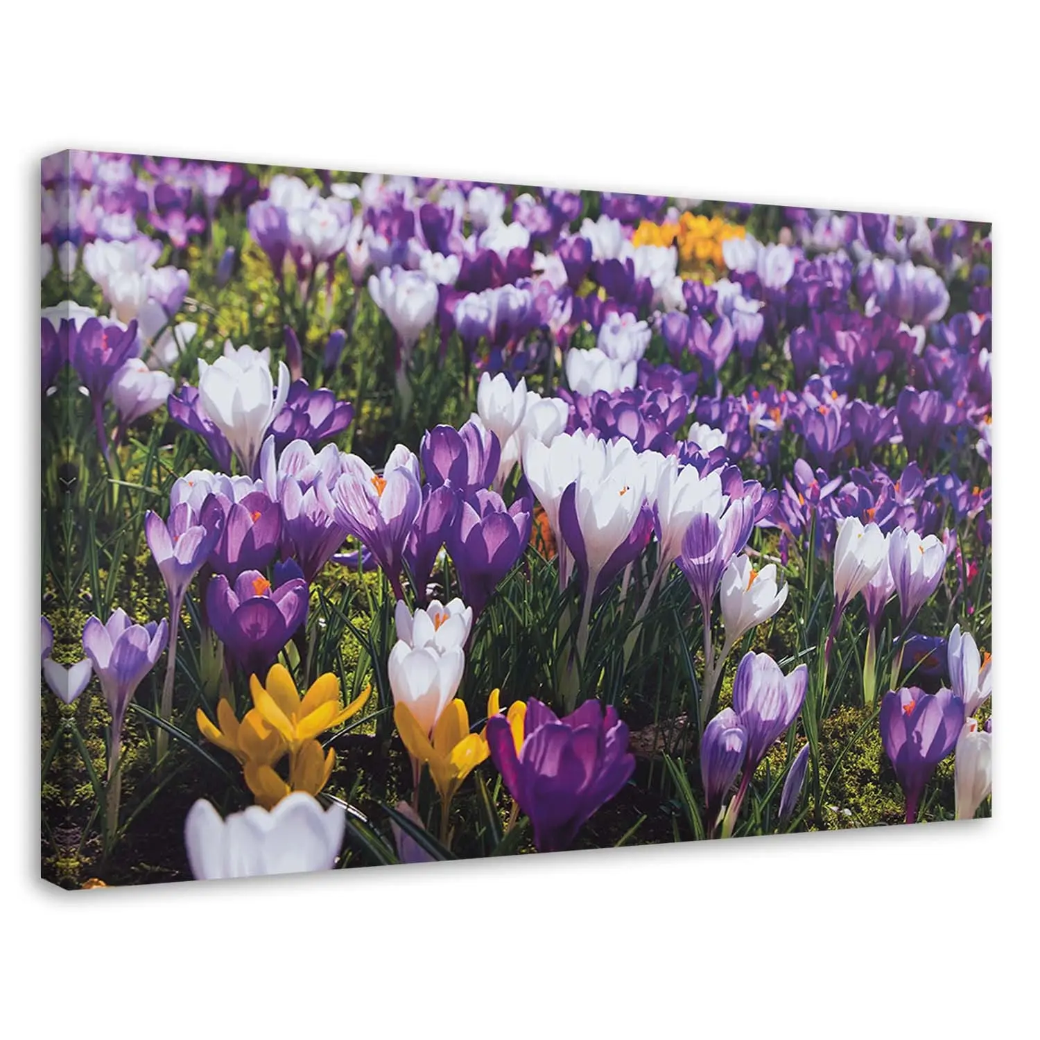 Wandbilder Krokus Blumen Wiese Natur | Bilder