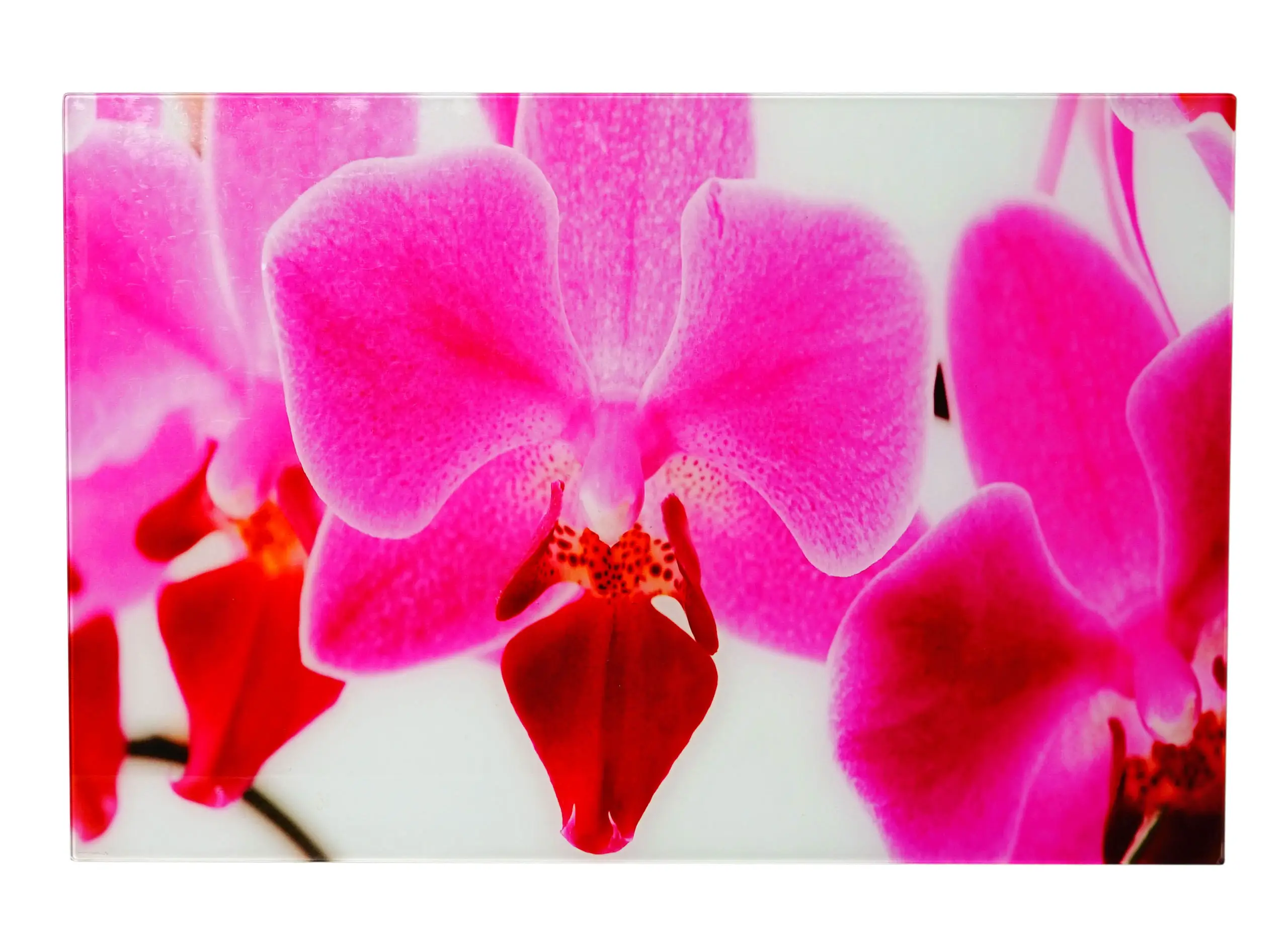 Glasbild 40x60cm Orchide T116