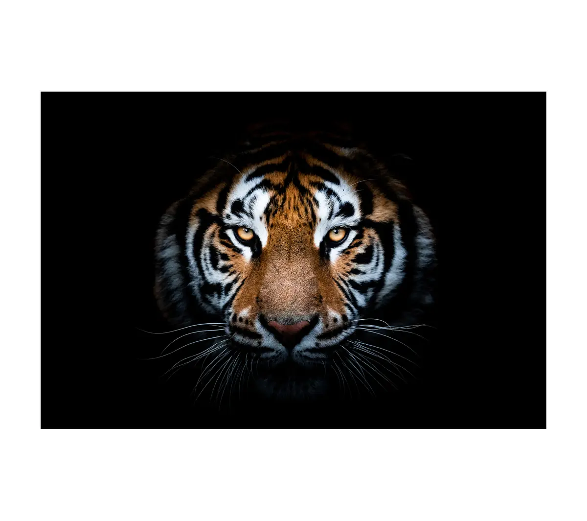 Leinwanddruck Tiger im dunklen Einteilig
