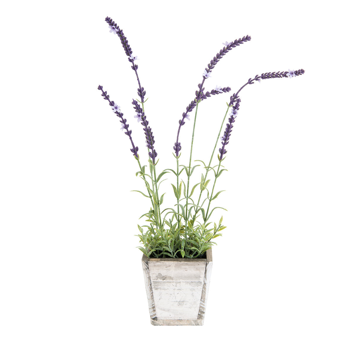 Lavendel im Topf kaufen home24