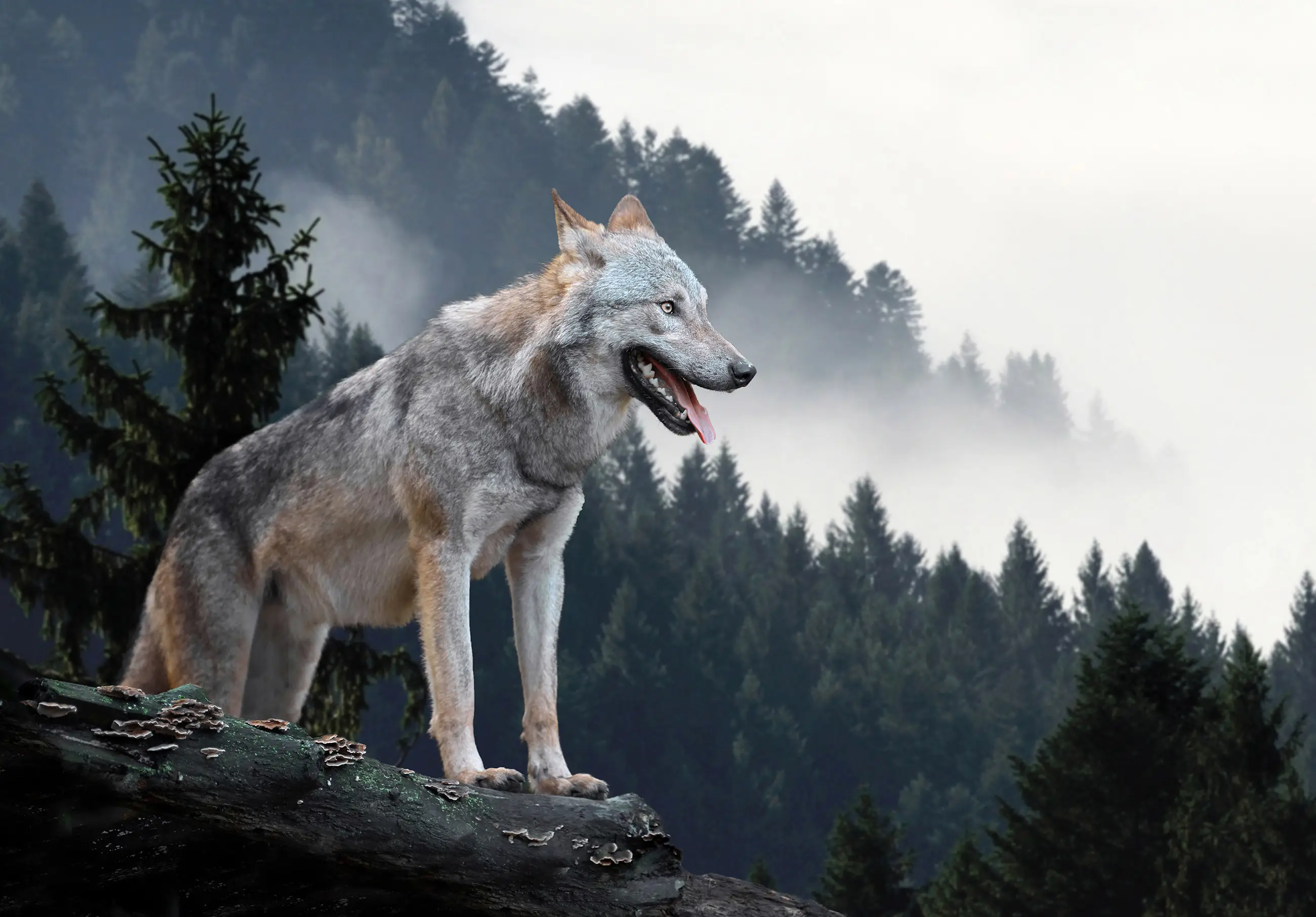 Vlies Fototapete Wald Nebel Tiere Wolf