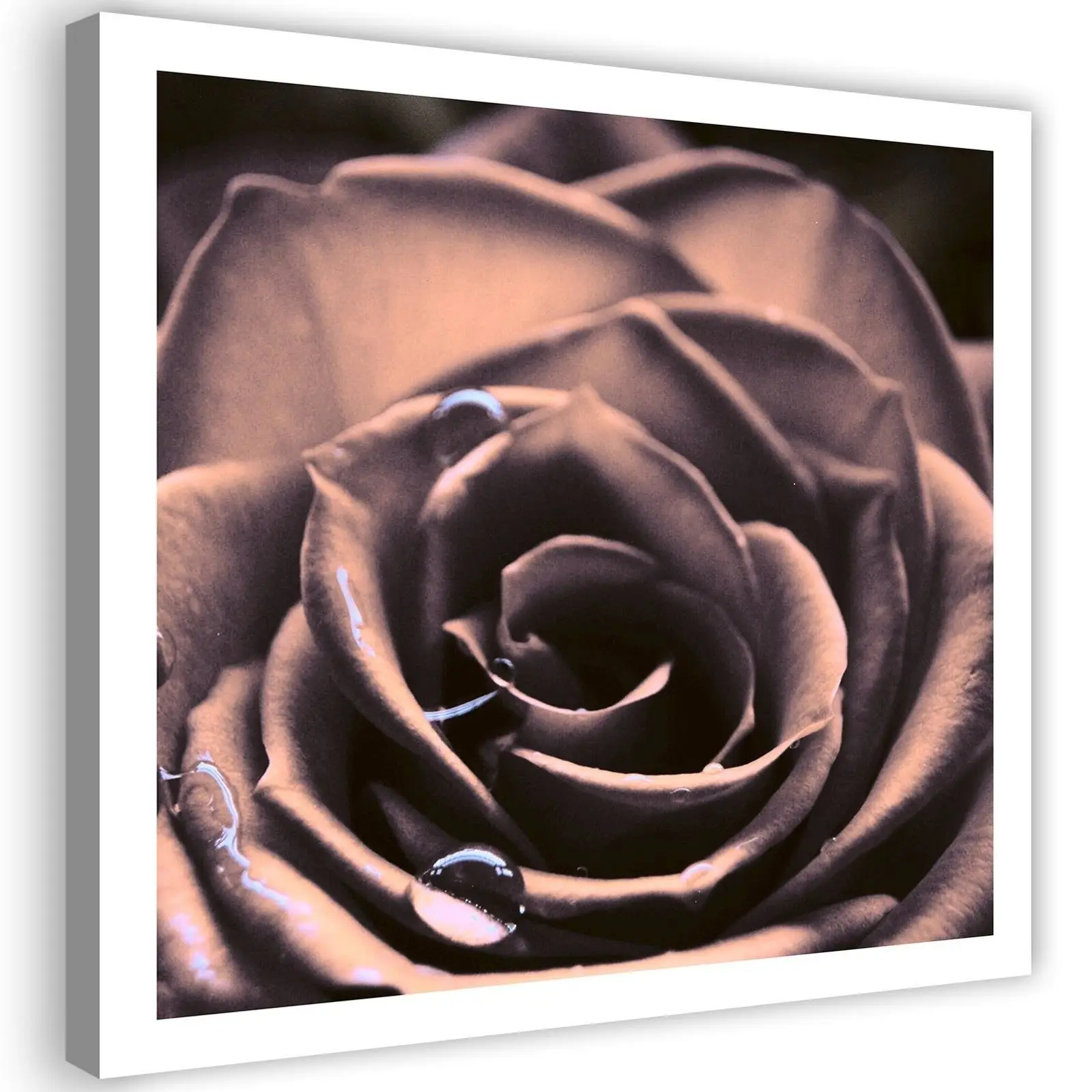 Wandbild Rose Rosa Blumen Pflanzen