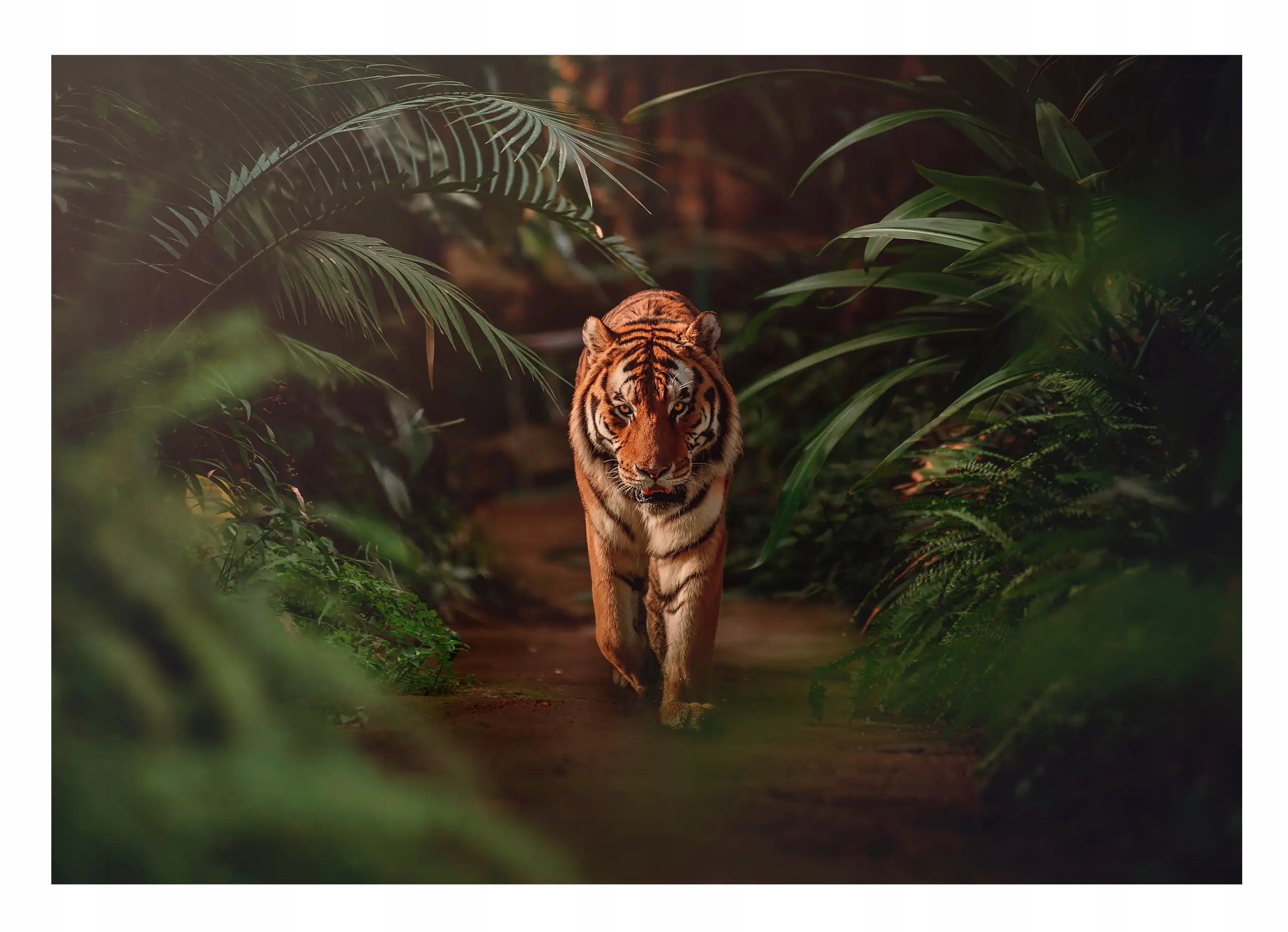 Vlies Fototapete Tiger Tiere Wald 3D