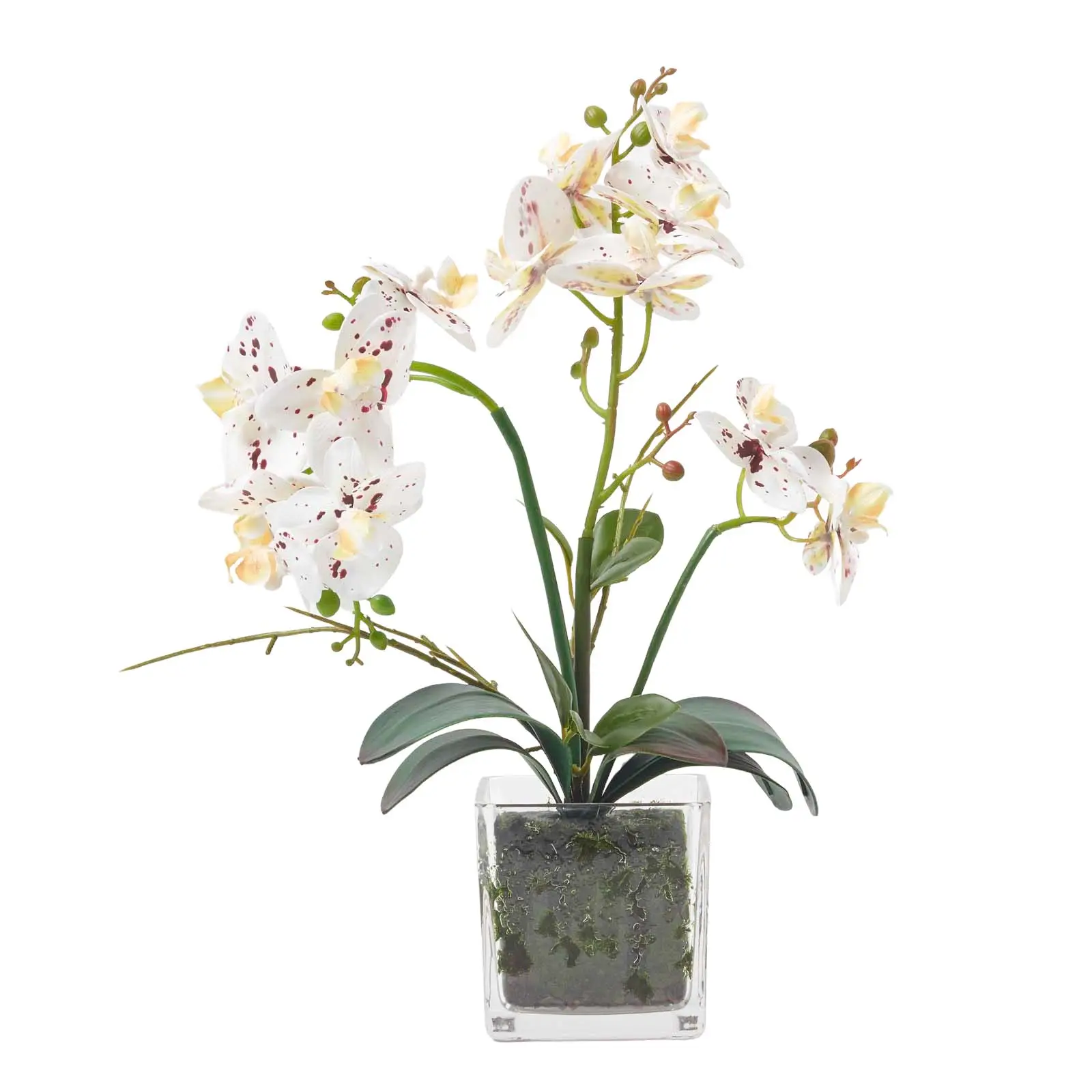 Phalaenopsis-Orchidee wei脽e K眉nstliche
