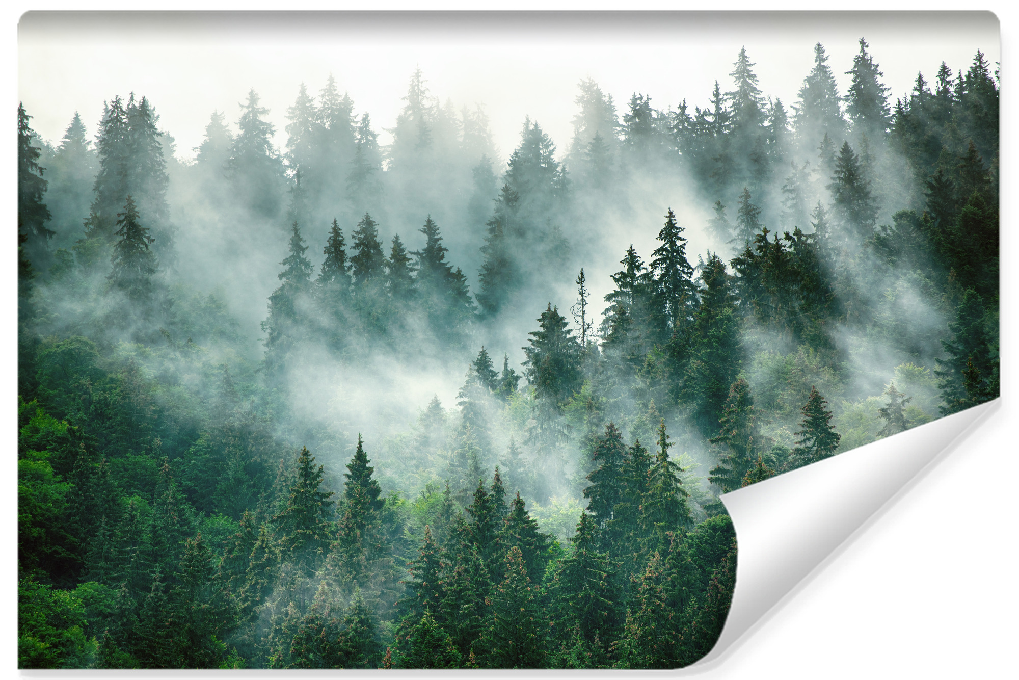 Papier Peint Panoramique Muralo – Forêt Dans Le Brouillard – 300 X 450 Cm – Vinyle Intissé Mat – Colle Incluse