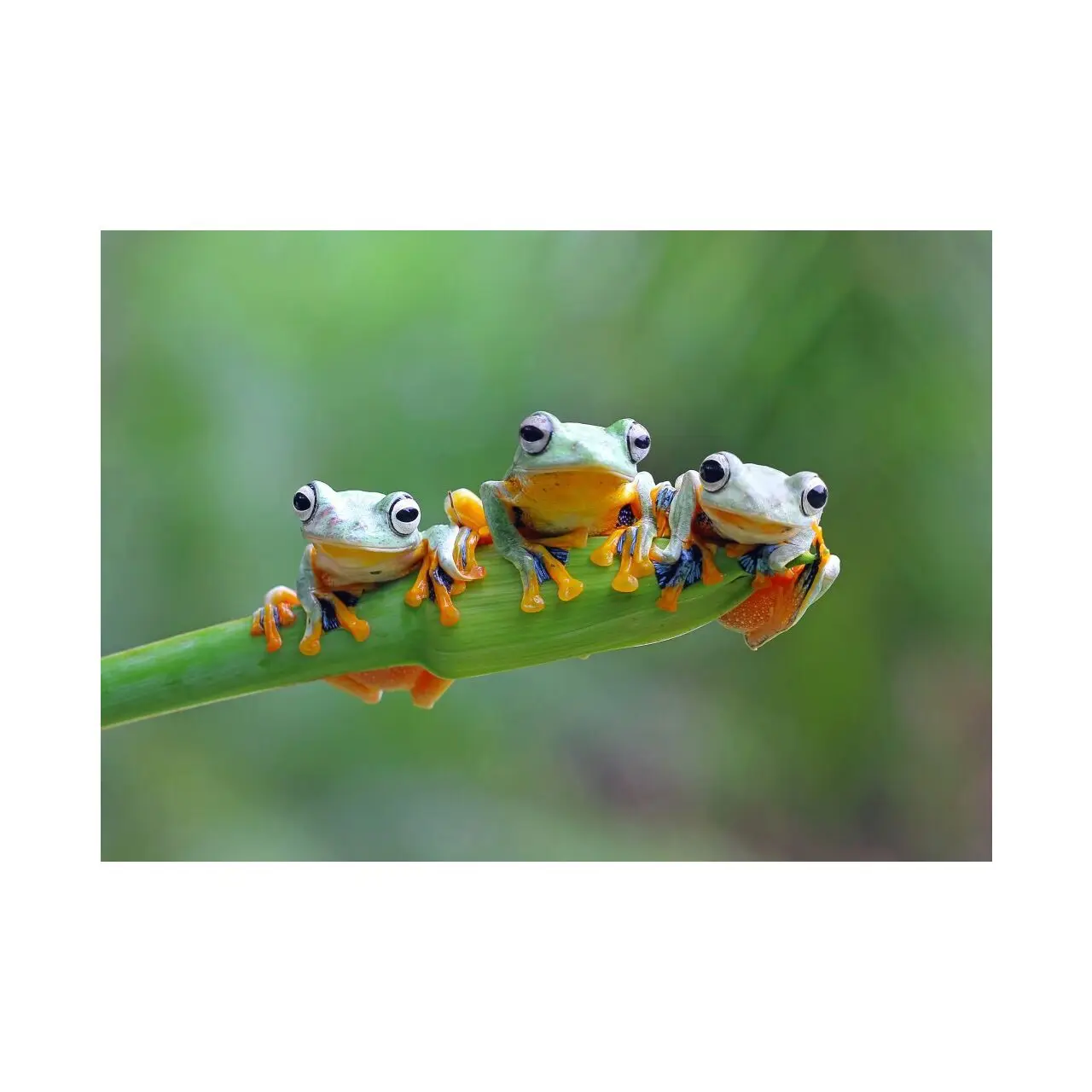 Puzzle Friendly Frogs 500 Teile