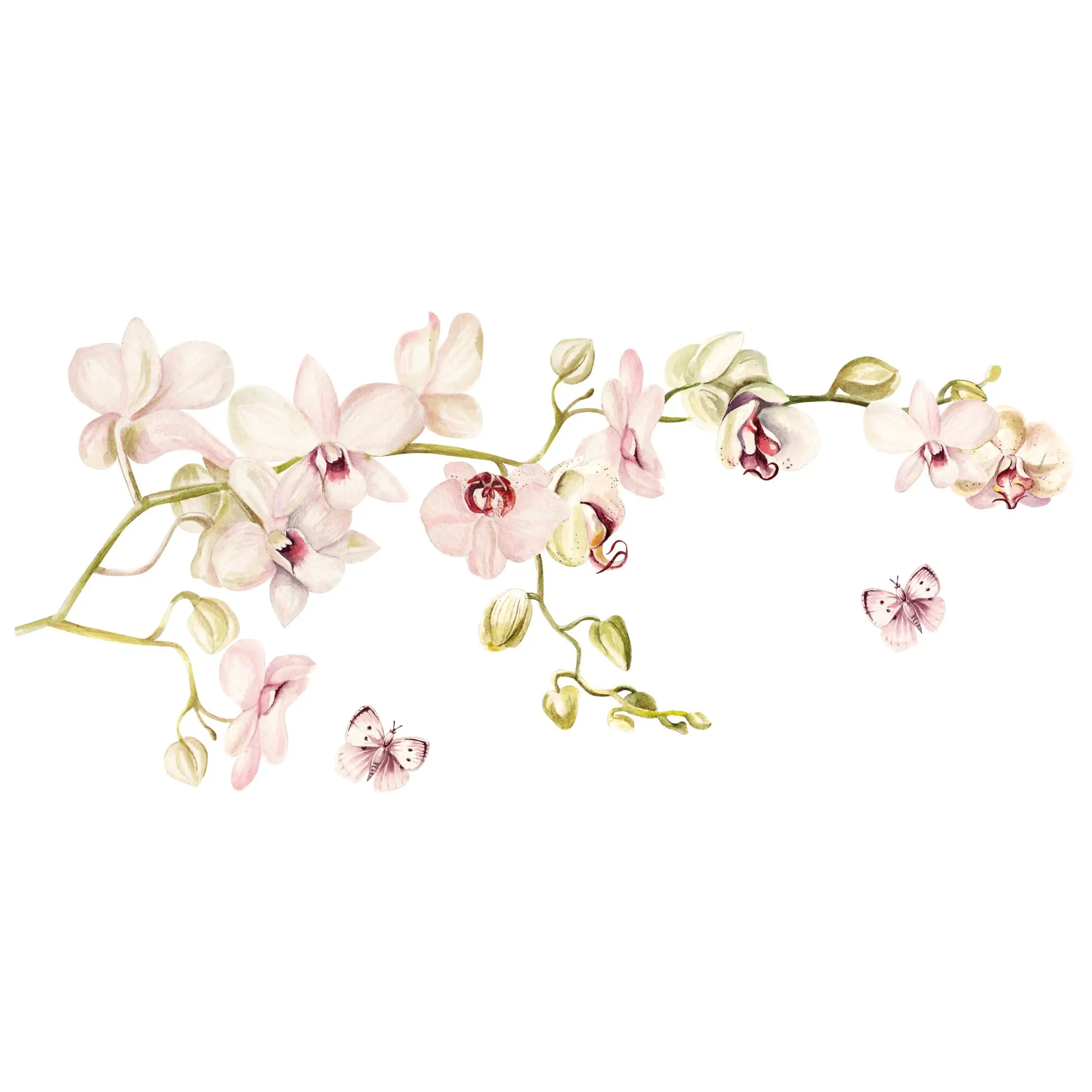 Orchideenzweig und Schmetterling in ros茅