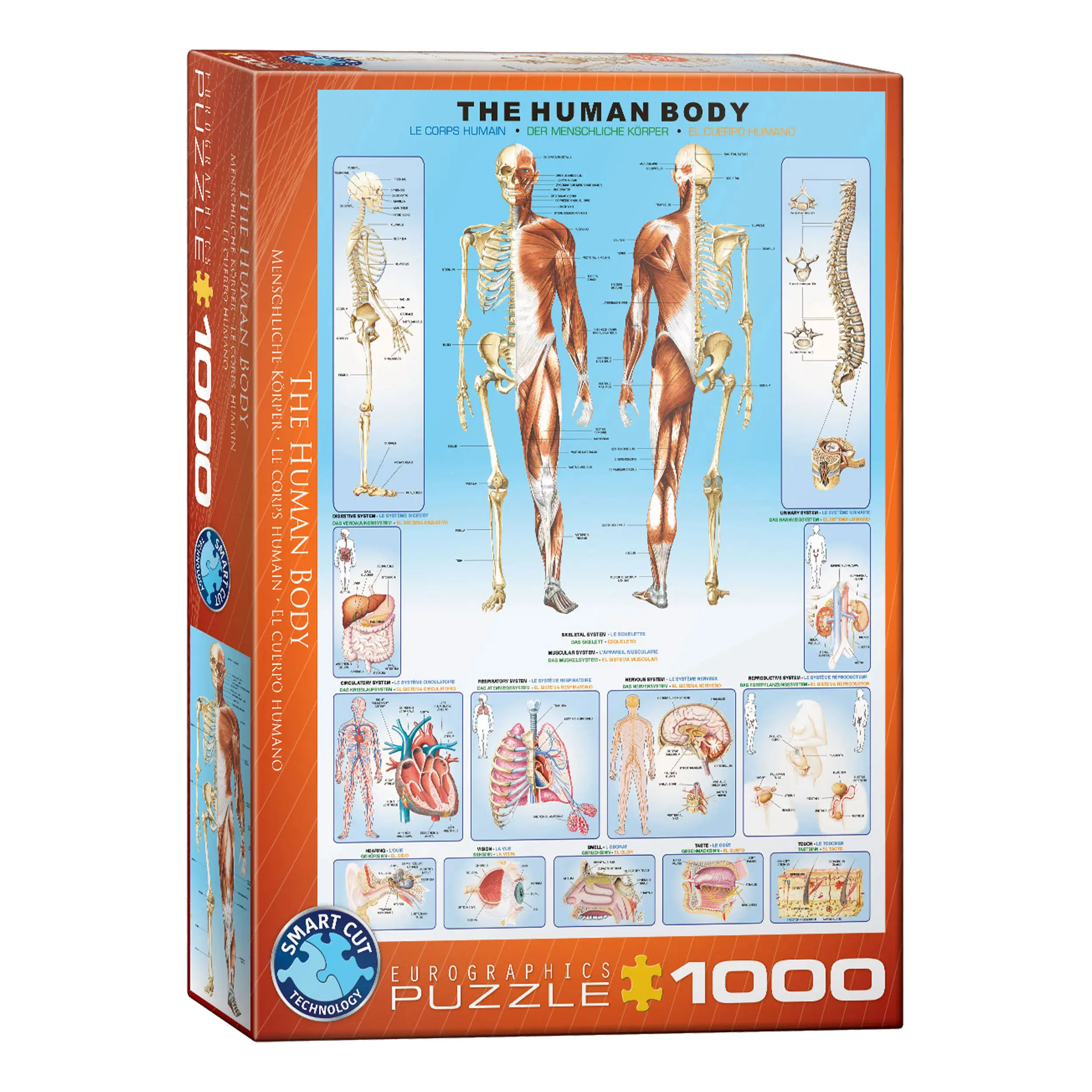 1000 Menschlicher Puzzle Teile K枚rper