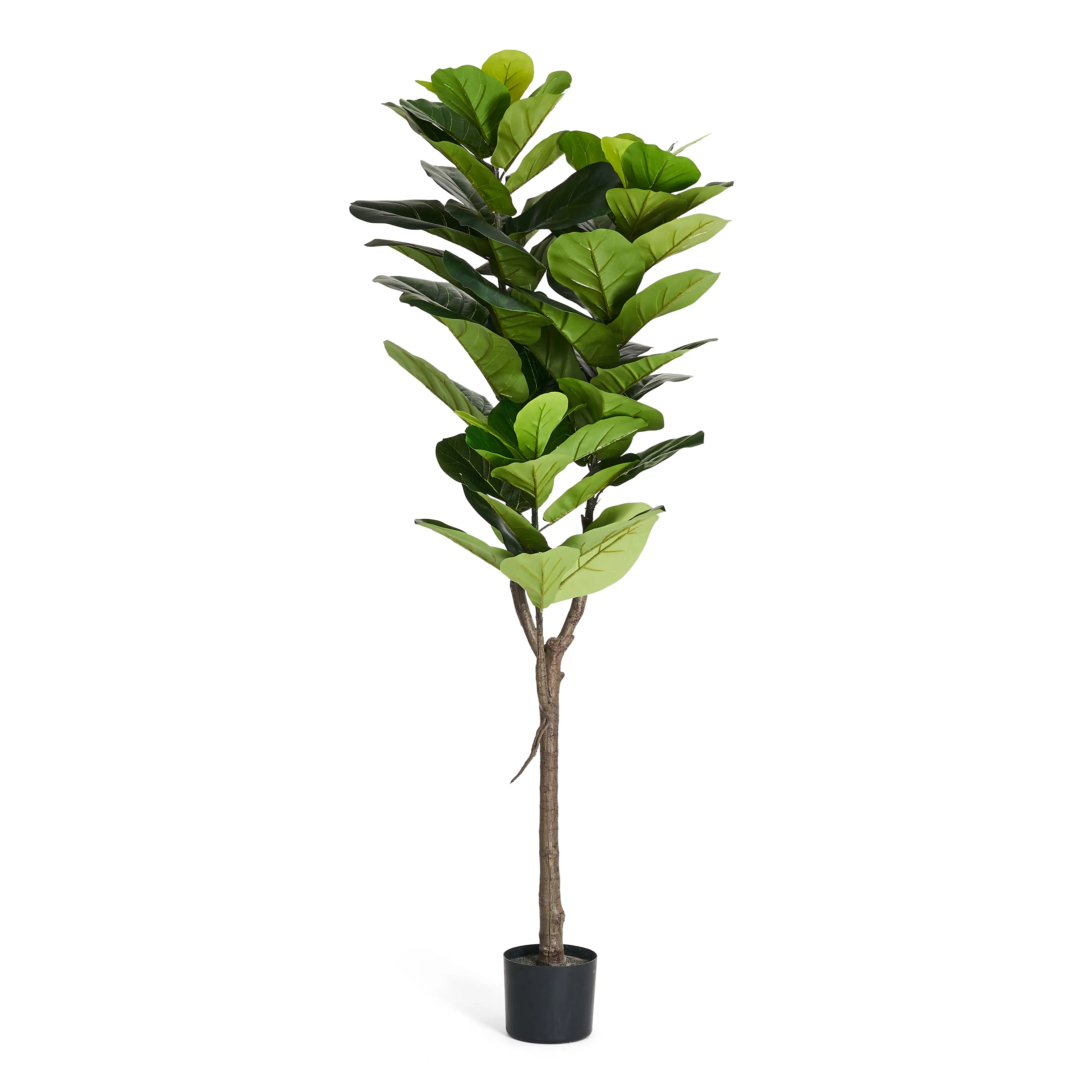 155 Ficus Kunstpflanze cm