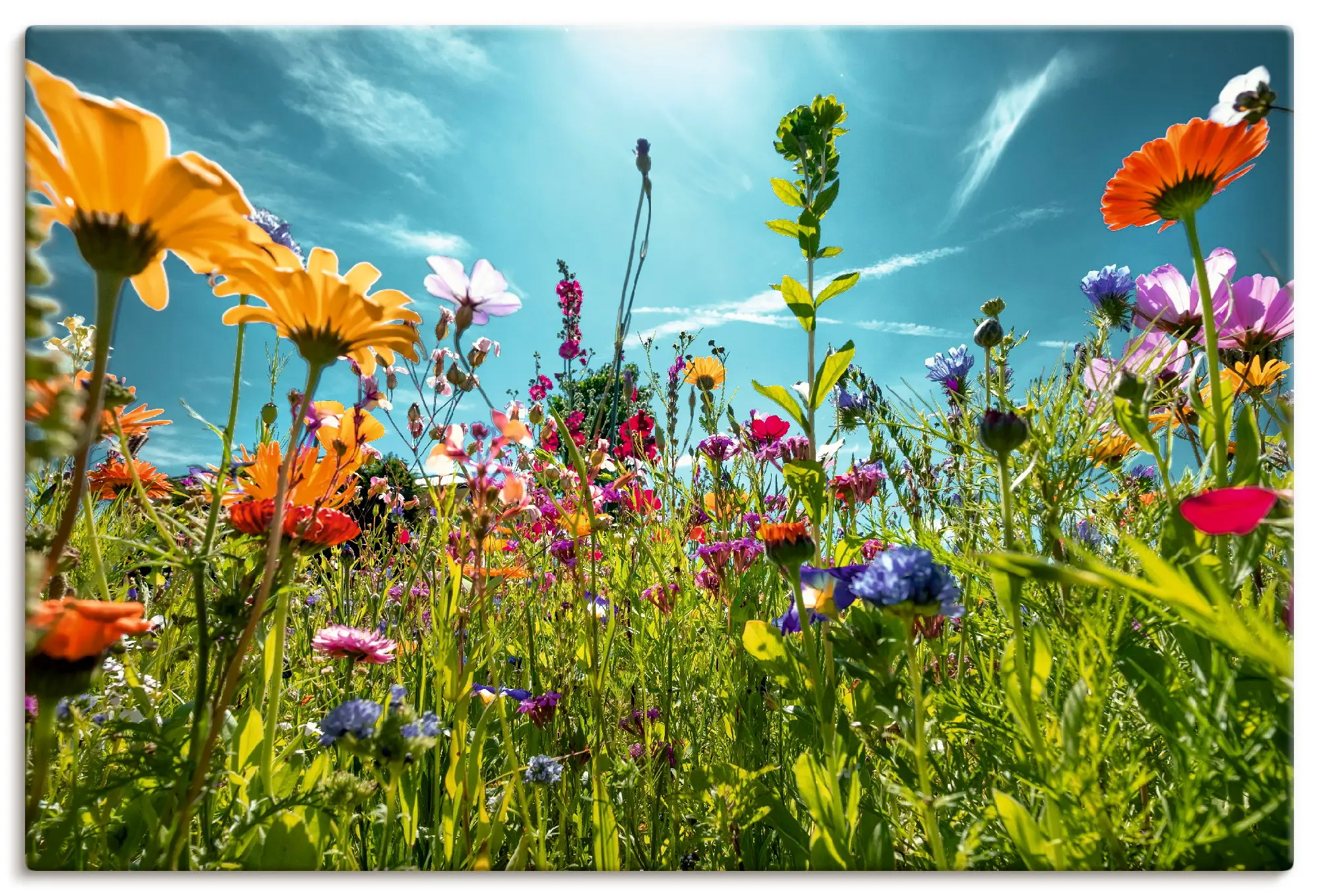 Leinwandbild buntes Blumenfeld