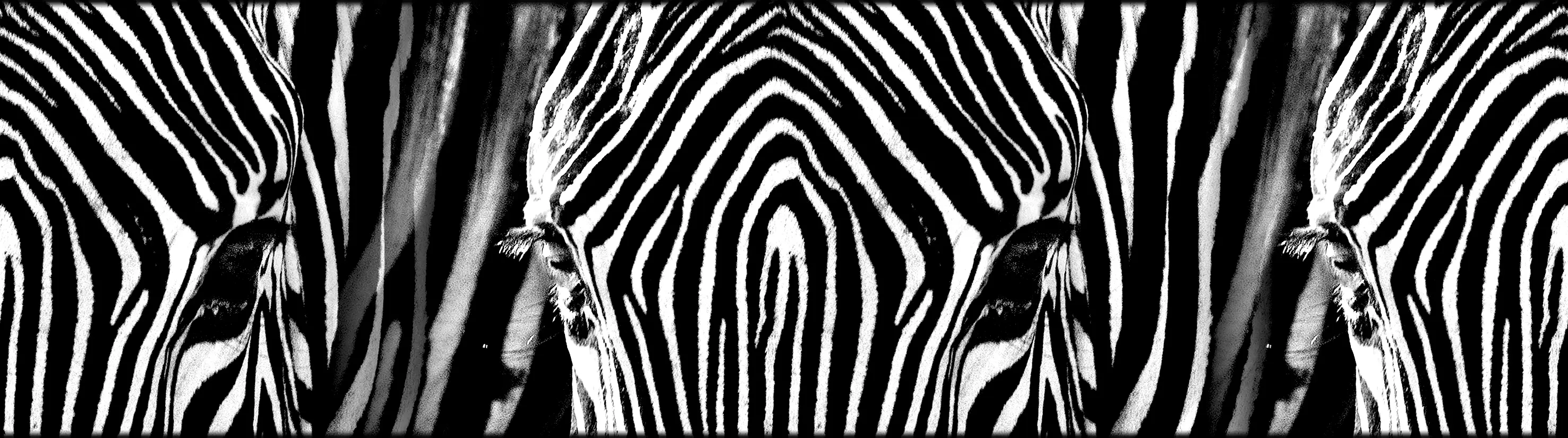 Tapetenbord眉re selbstklebende Zebras
