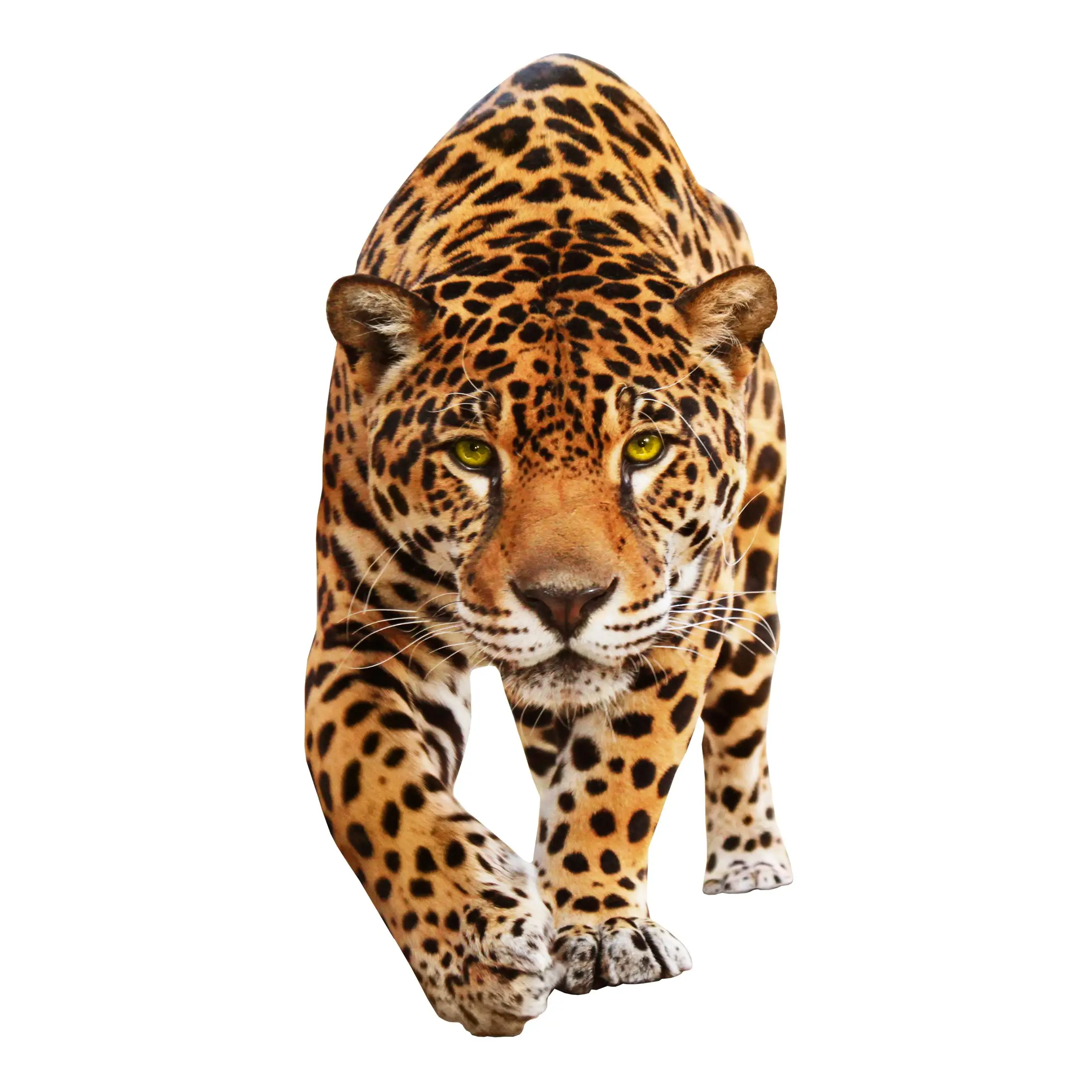 Jaguar Creeping