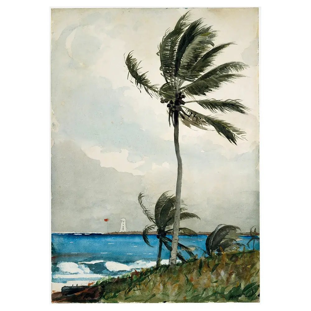 Leinwandbild Palme, Nassau