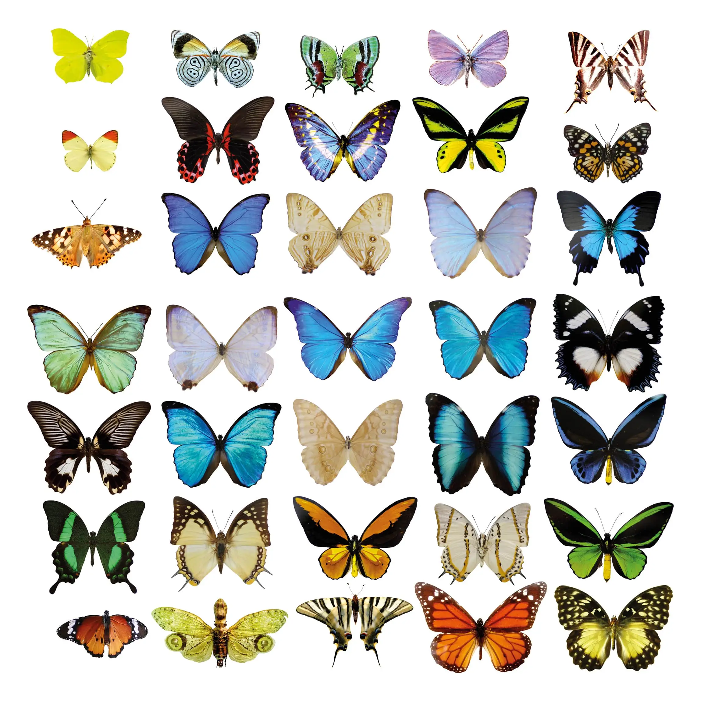Set No.51 2 Schmetterlinge