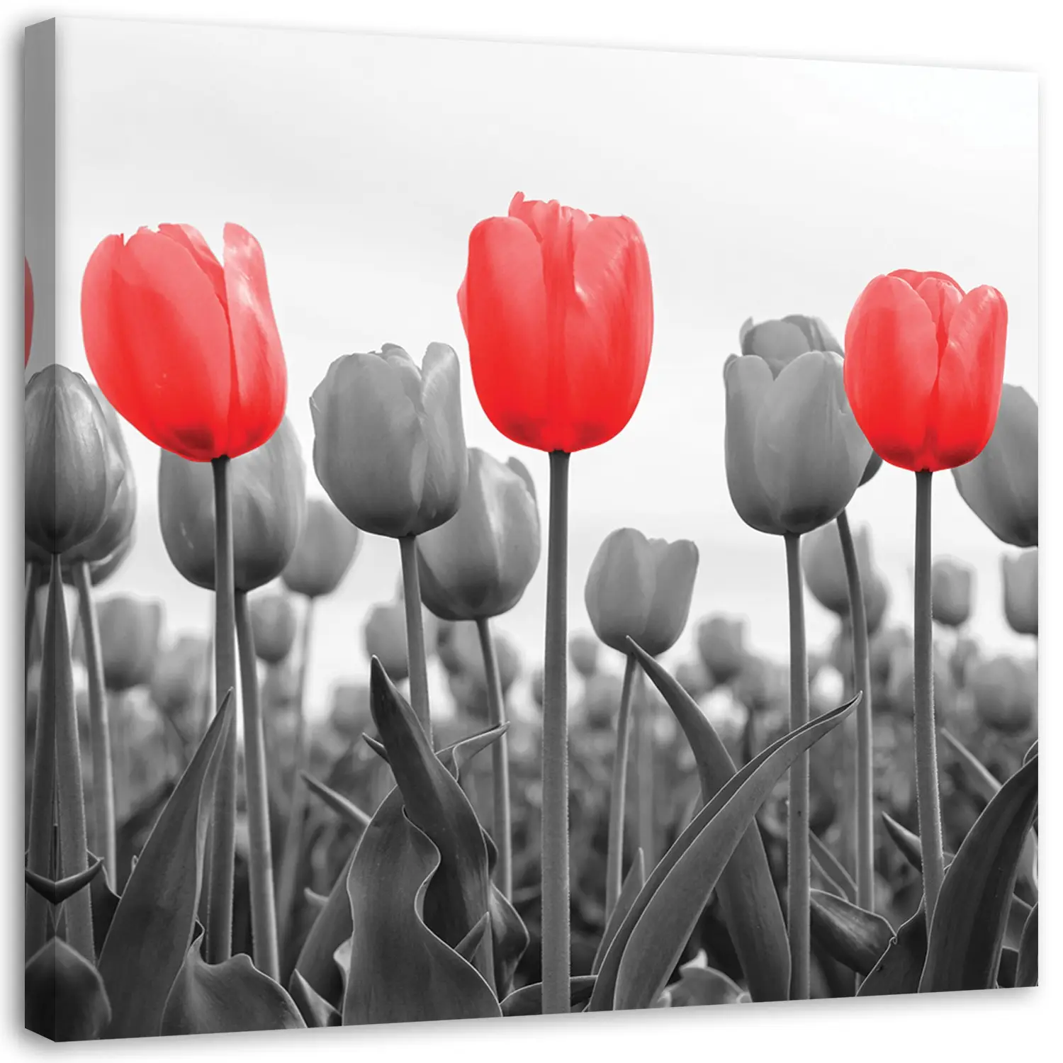 Leinwandbild Rote Tulpen auf Wiese