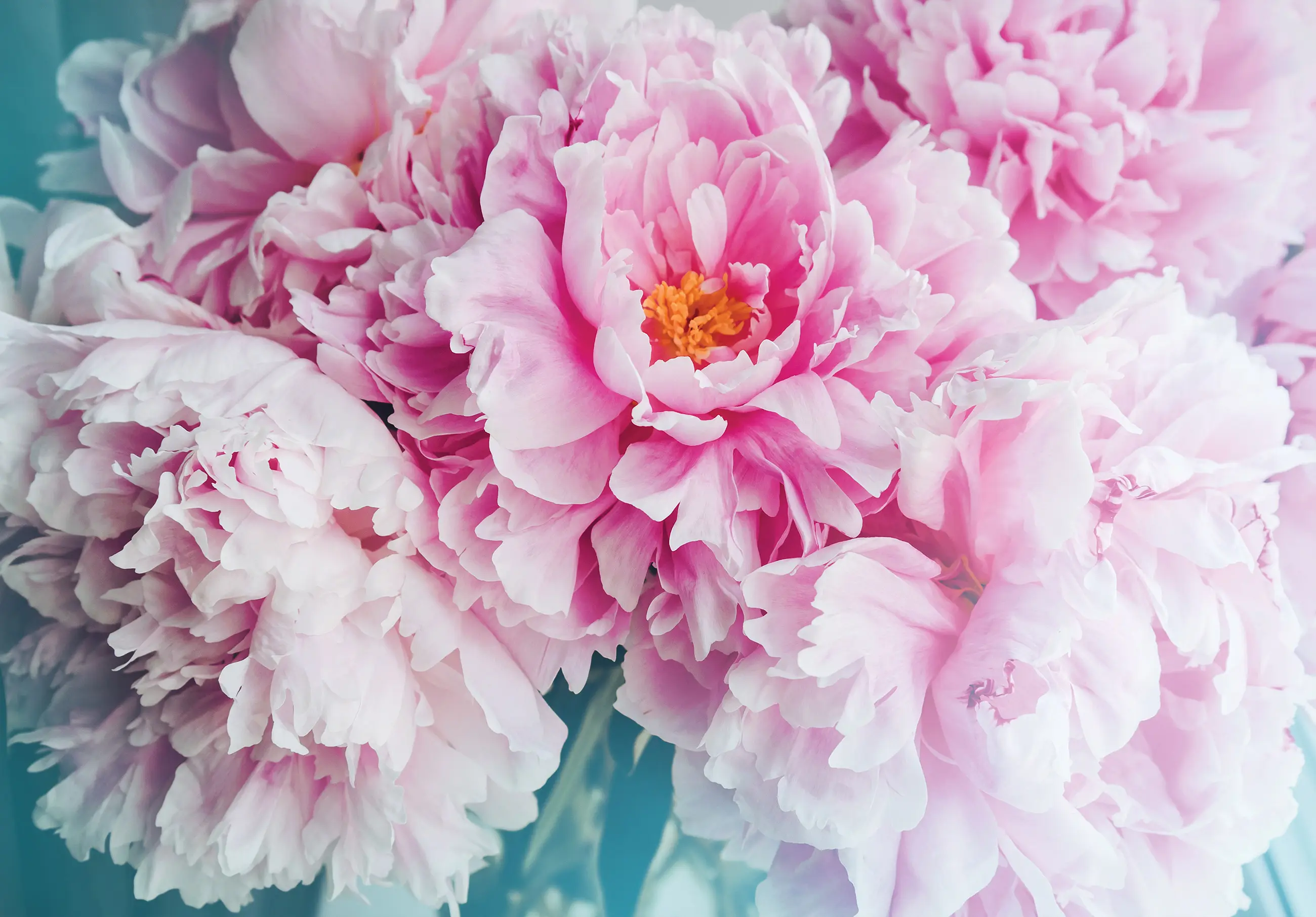 Blumen Vlies Rosa Romanisch Fototapete