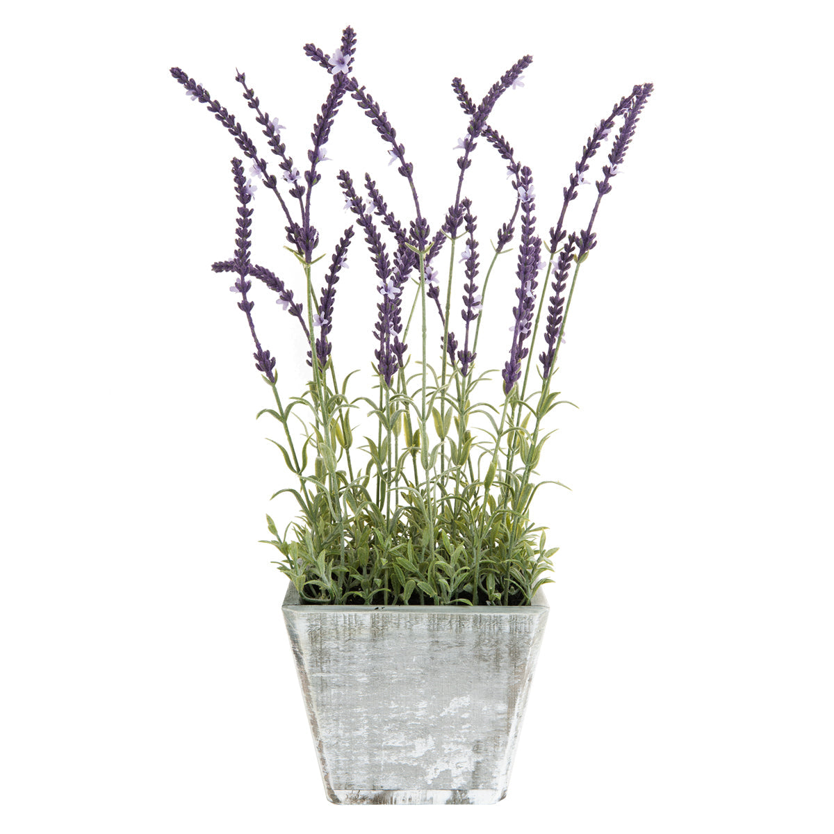 Lavendel im Topf kaufen home24
