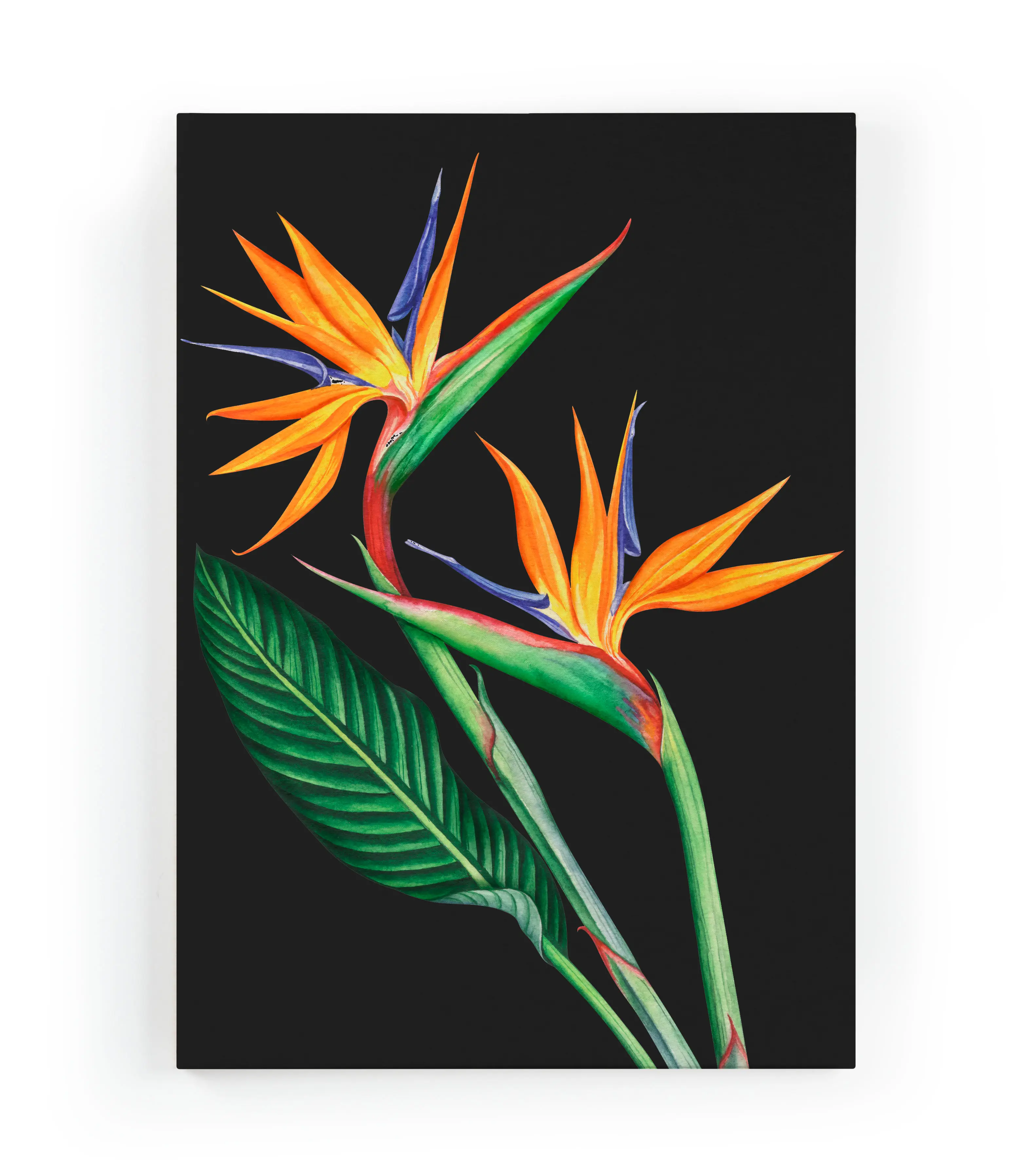 Flor Paraiso Leinwand del 60x40