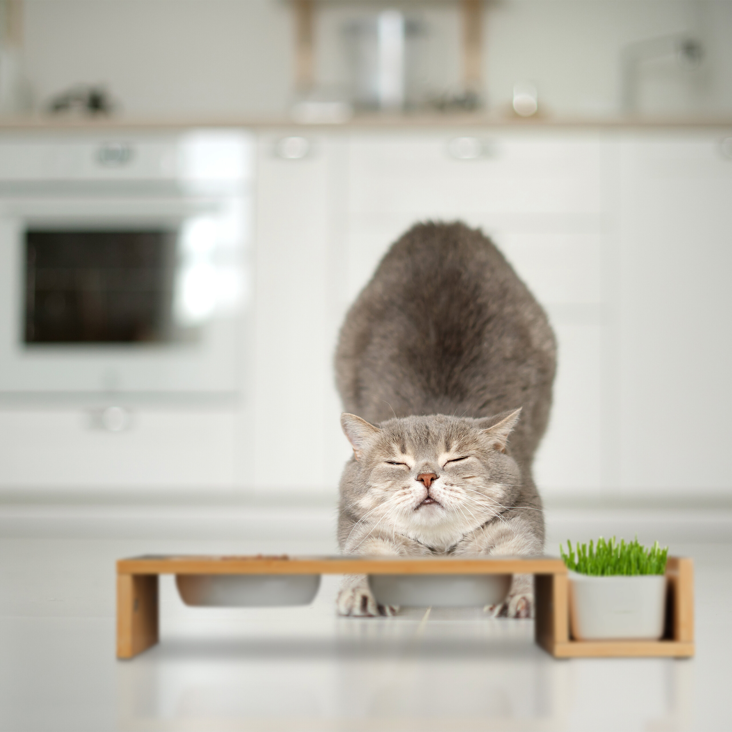Futternapf Katze Erhht Futterstation Fr Katzen Mit Keramikschalen &  Holzrahmen  Stylisch & Praktisch Katzen Futter Spielzeug