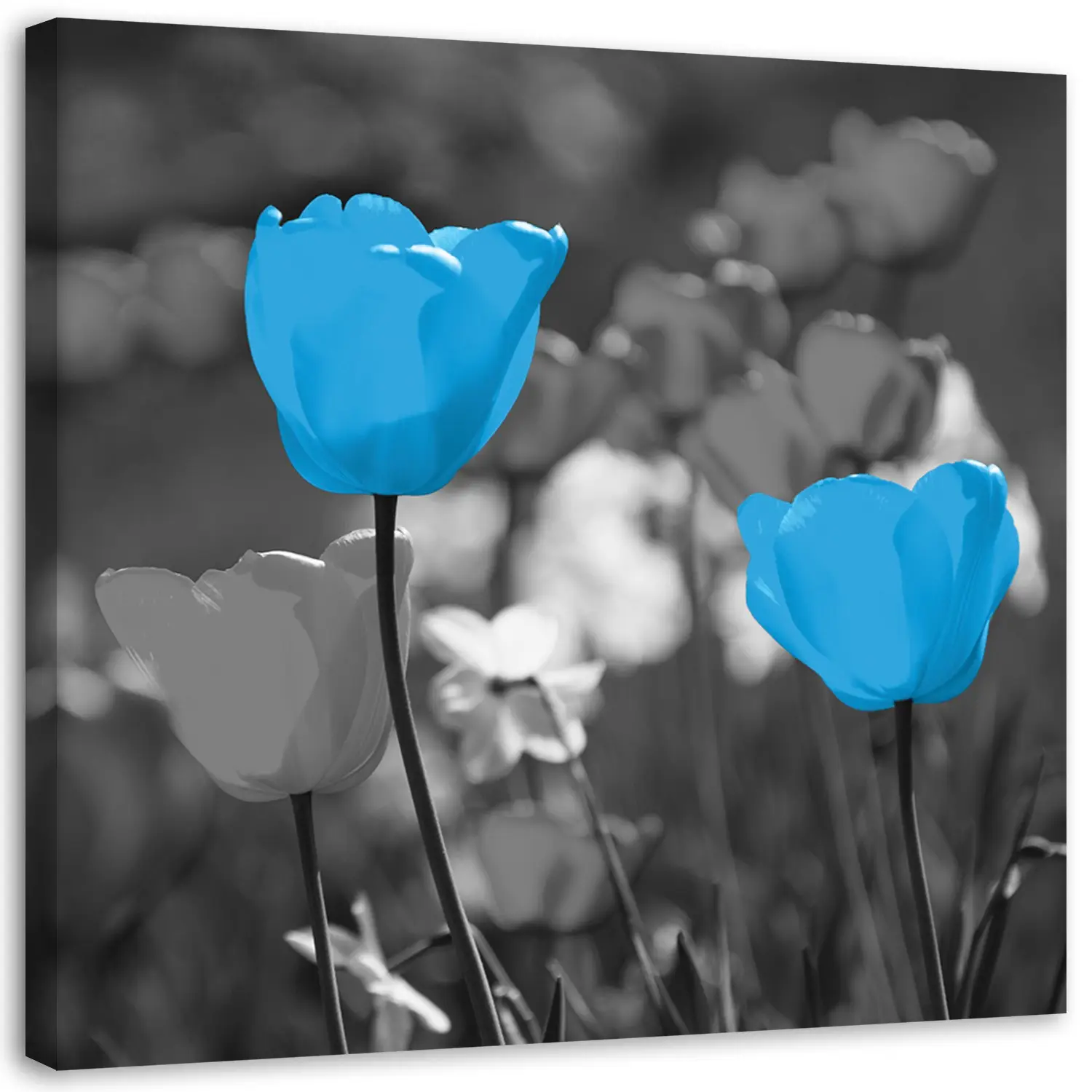 Tulpen Bilder Natur Pflanzen Blau