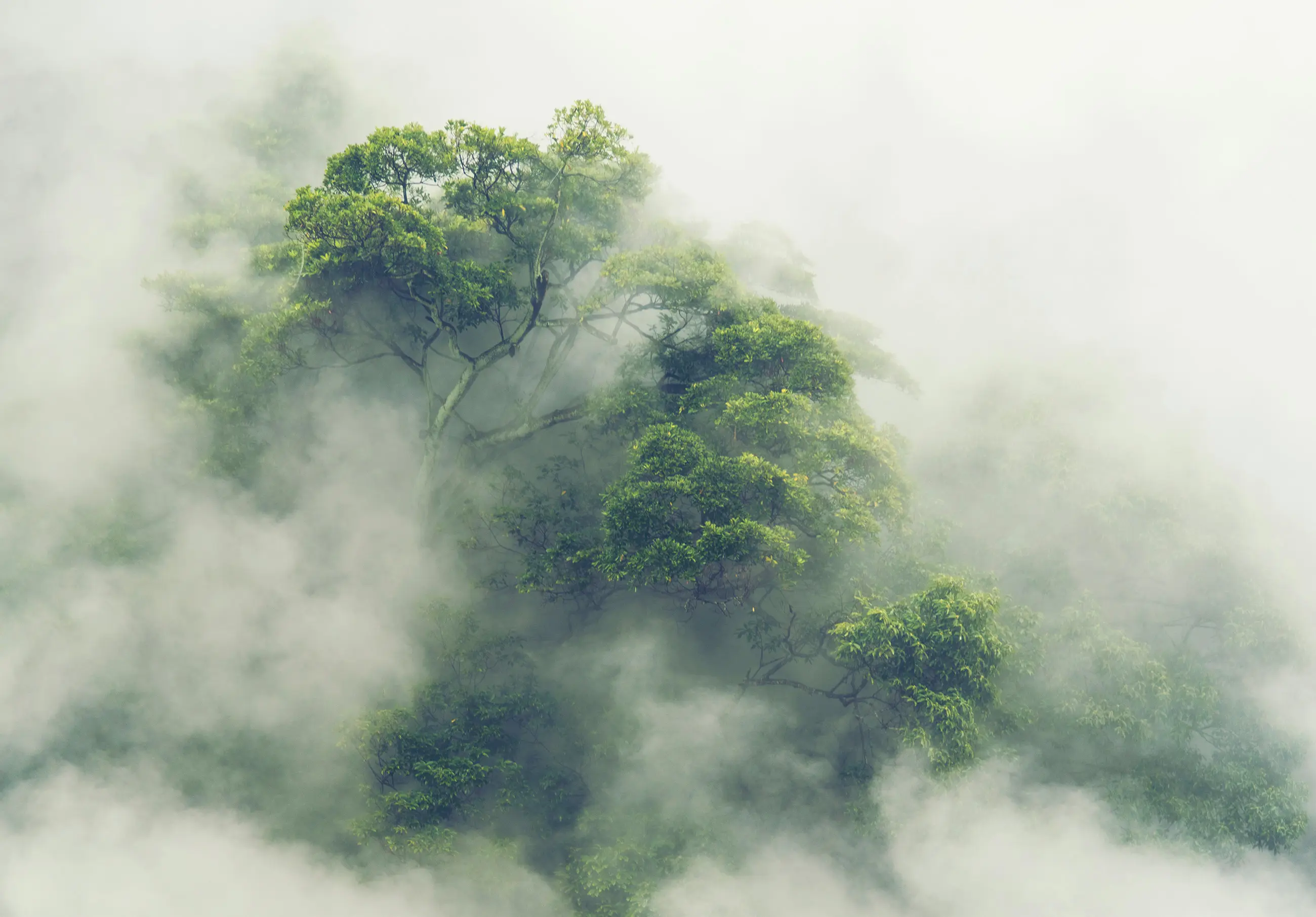Vlies Fototapete Nebel Wald im Tapete