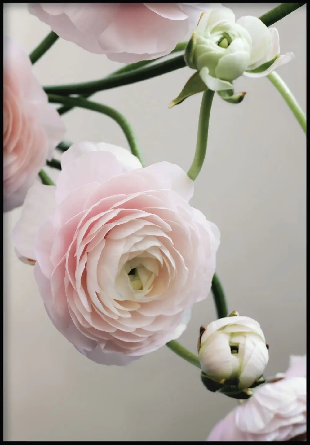 Anemone Blumenplakat