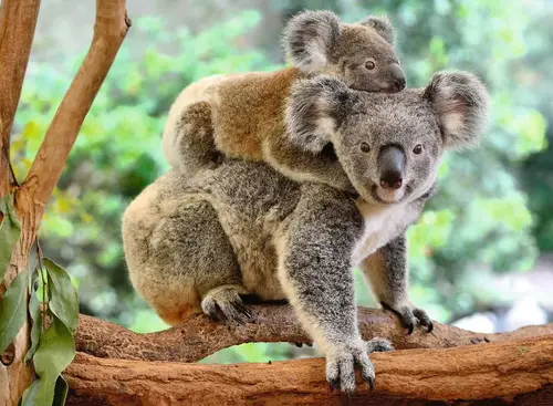 Puzzle Koala 200 Teile | Puzzles