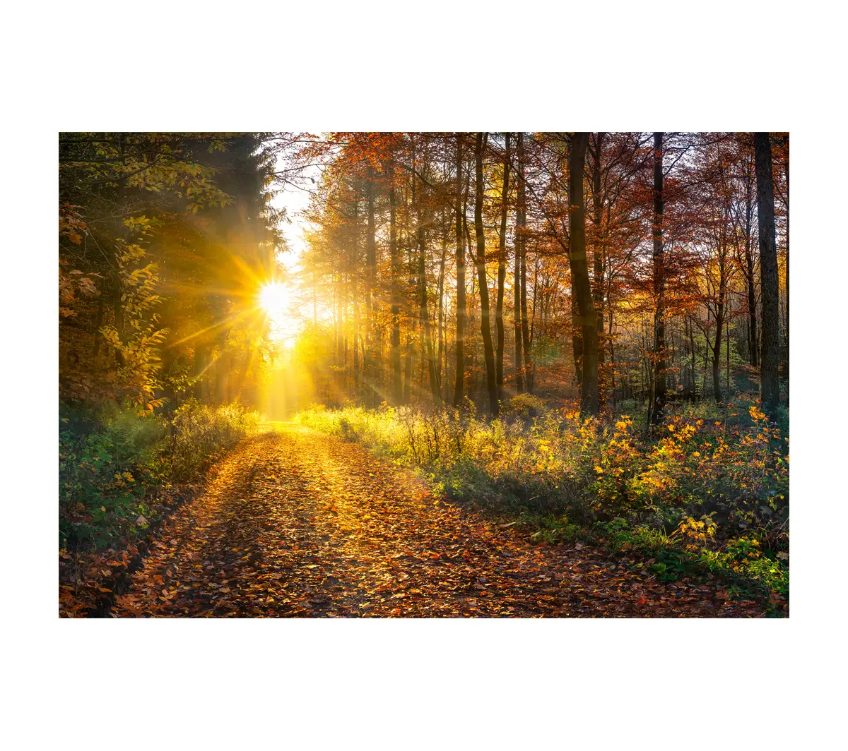 Woodland Walk im Herbstwandkunst | Bilder