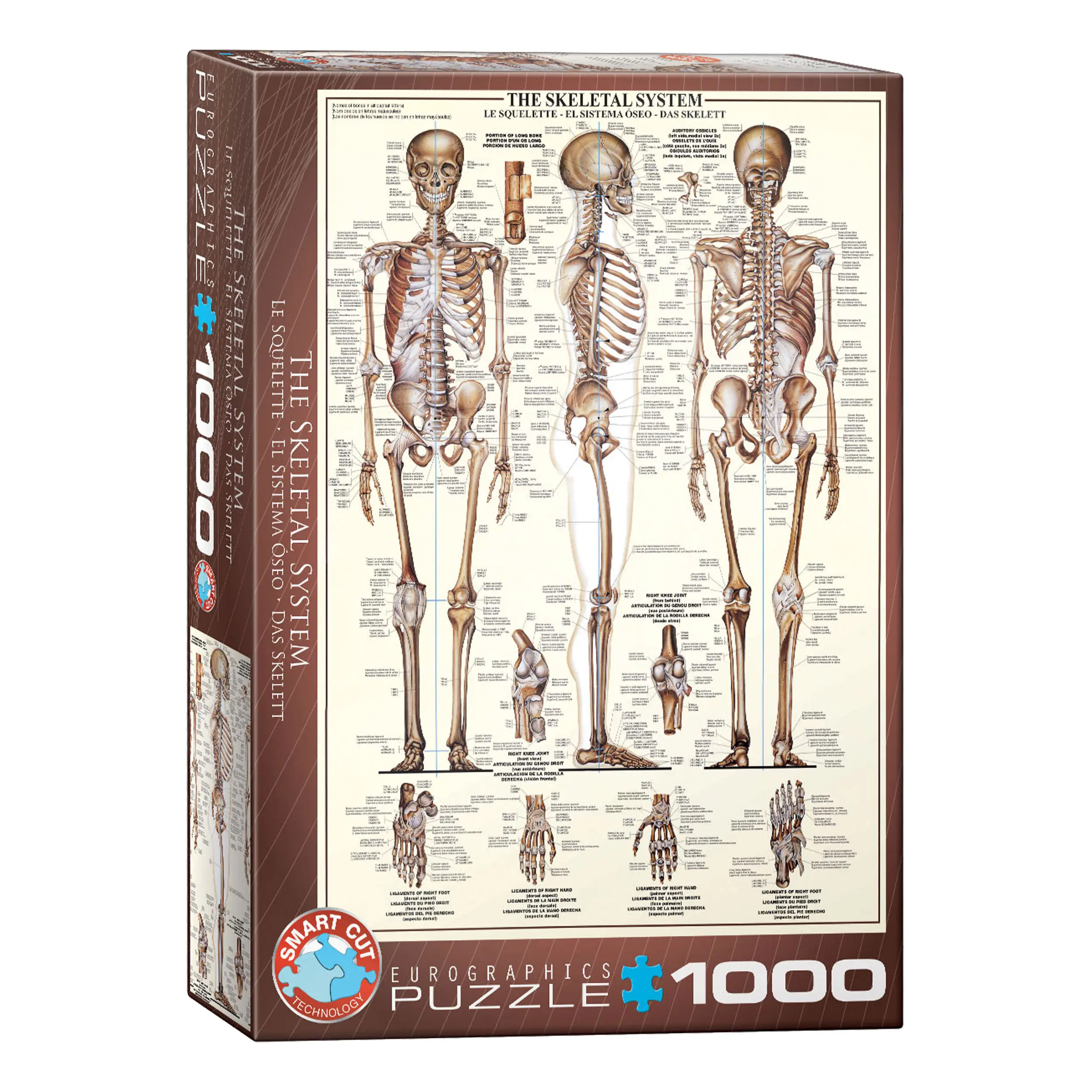 1000 Teile Puzzle Skelettsystem Das