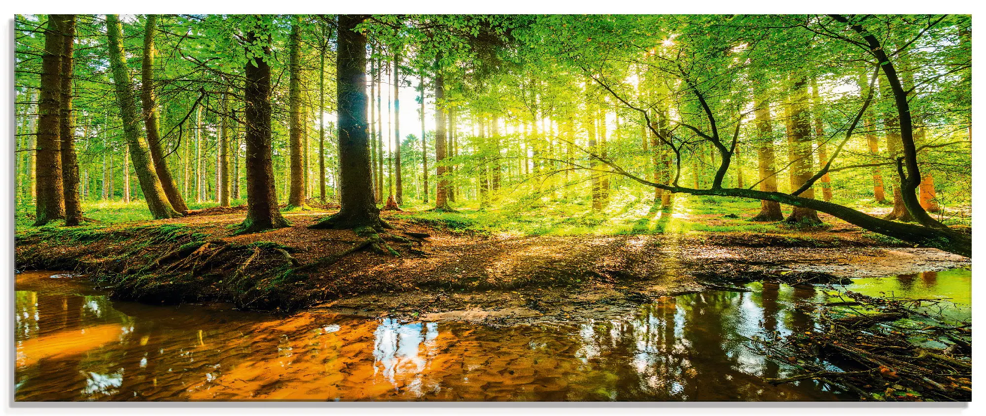 Glasbild Wald mit Bach