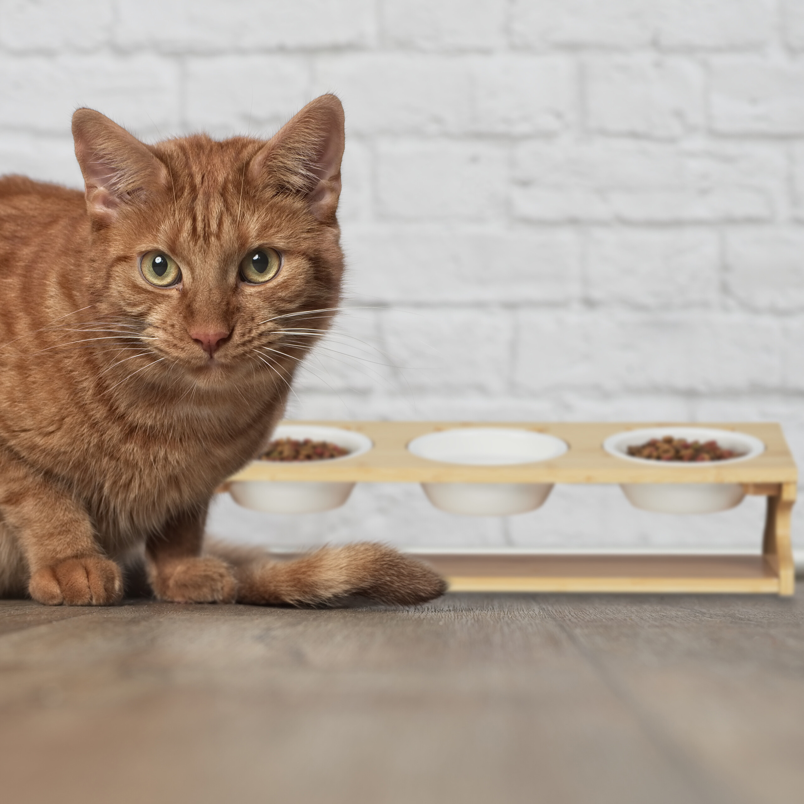 Katzen Futterstation mit 3 Npfen kaufen | home24