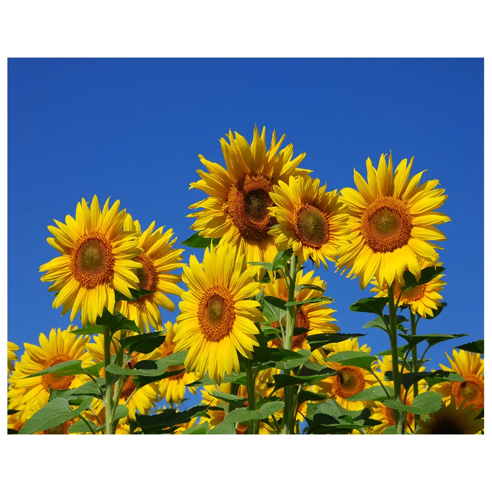 Leinwandbild Sonnenblumen