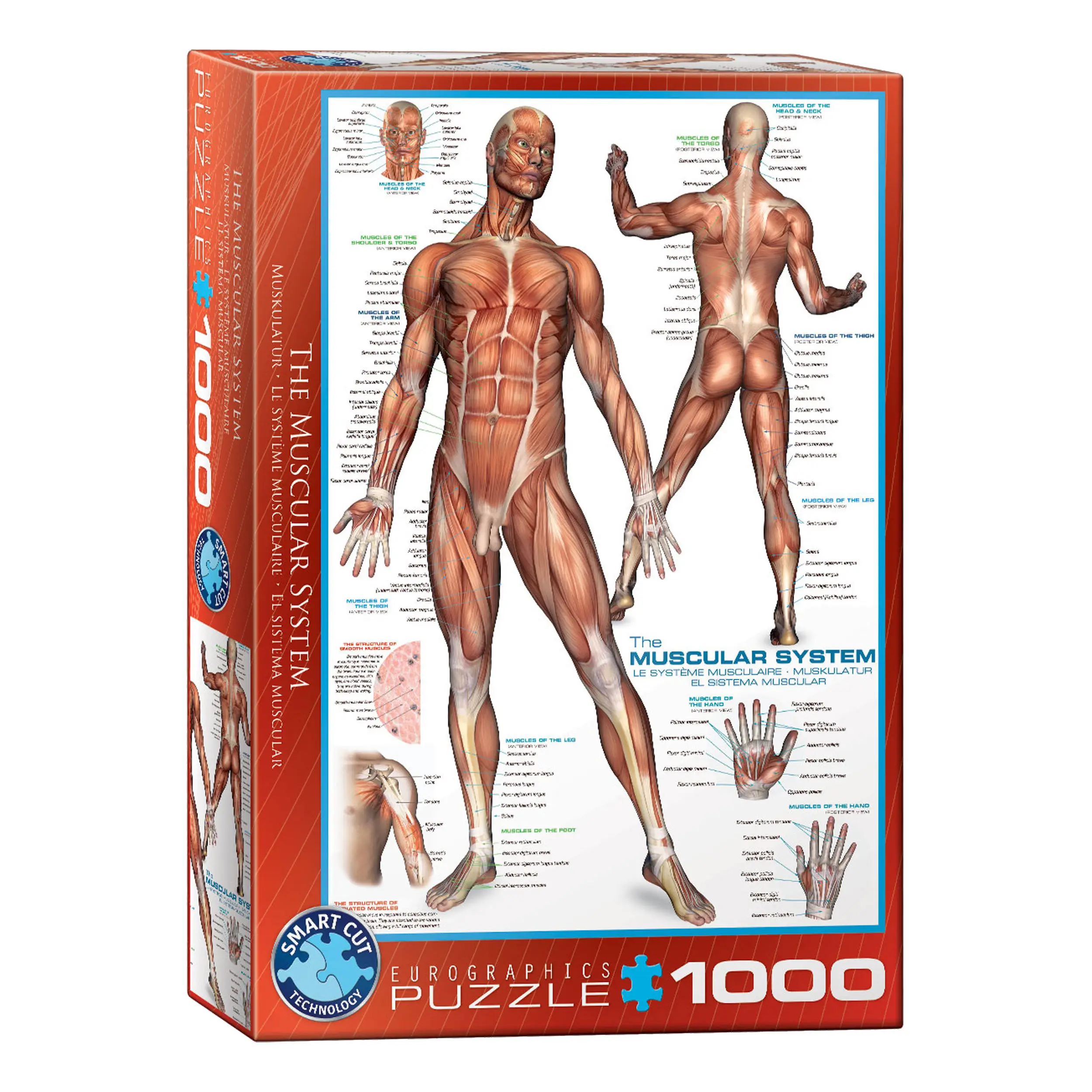 1000 Puzzle Teile Muskelsystem