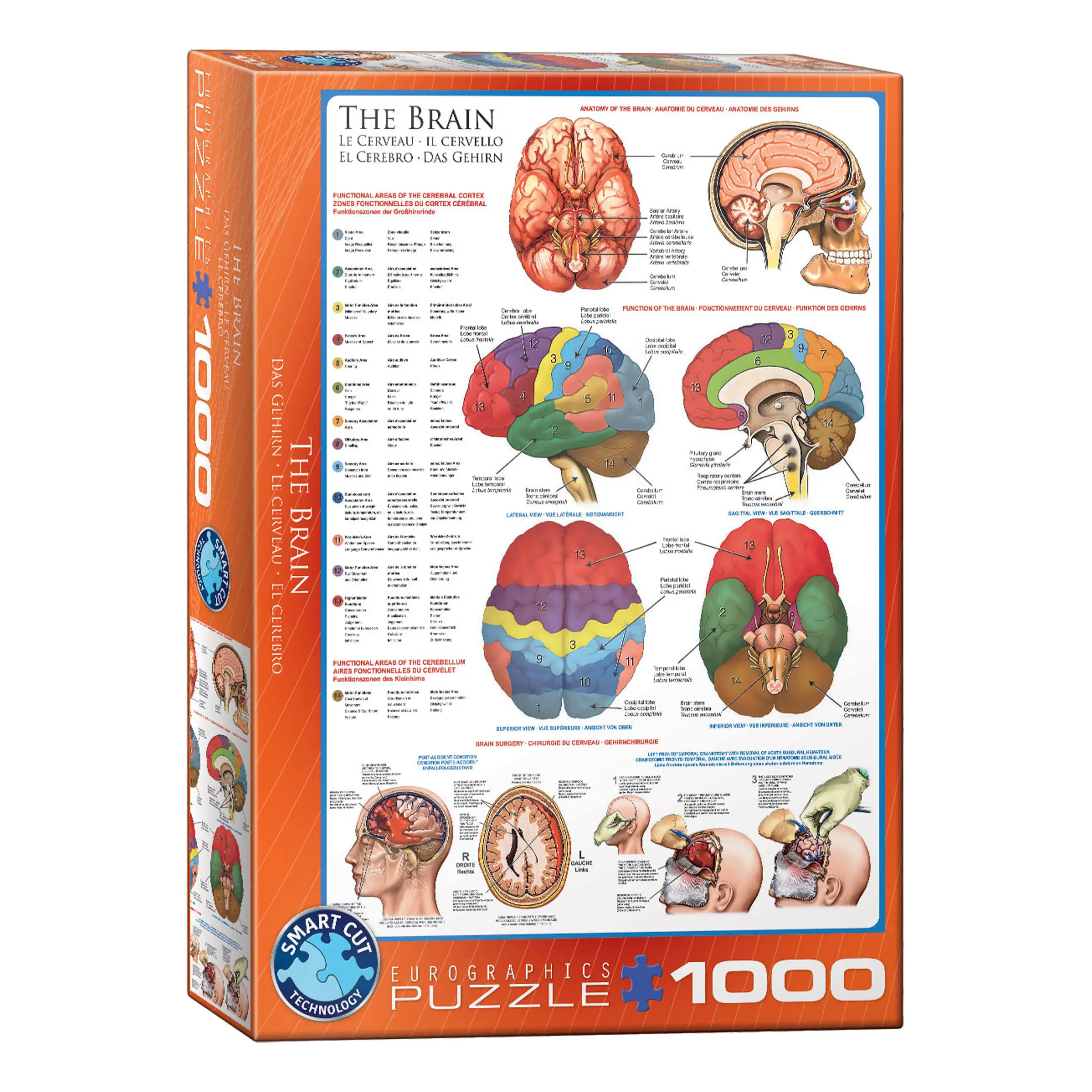 Teile 1000 Puzzle Das Gehirn