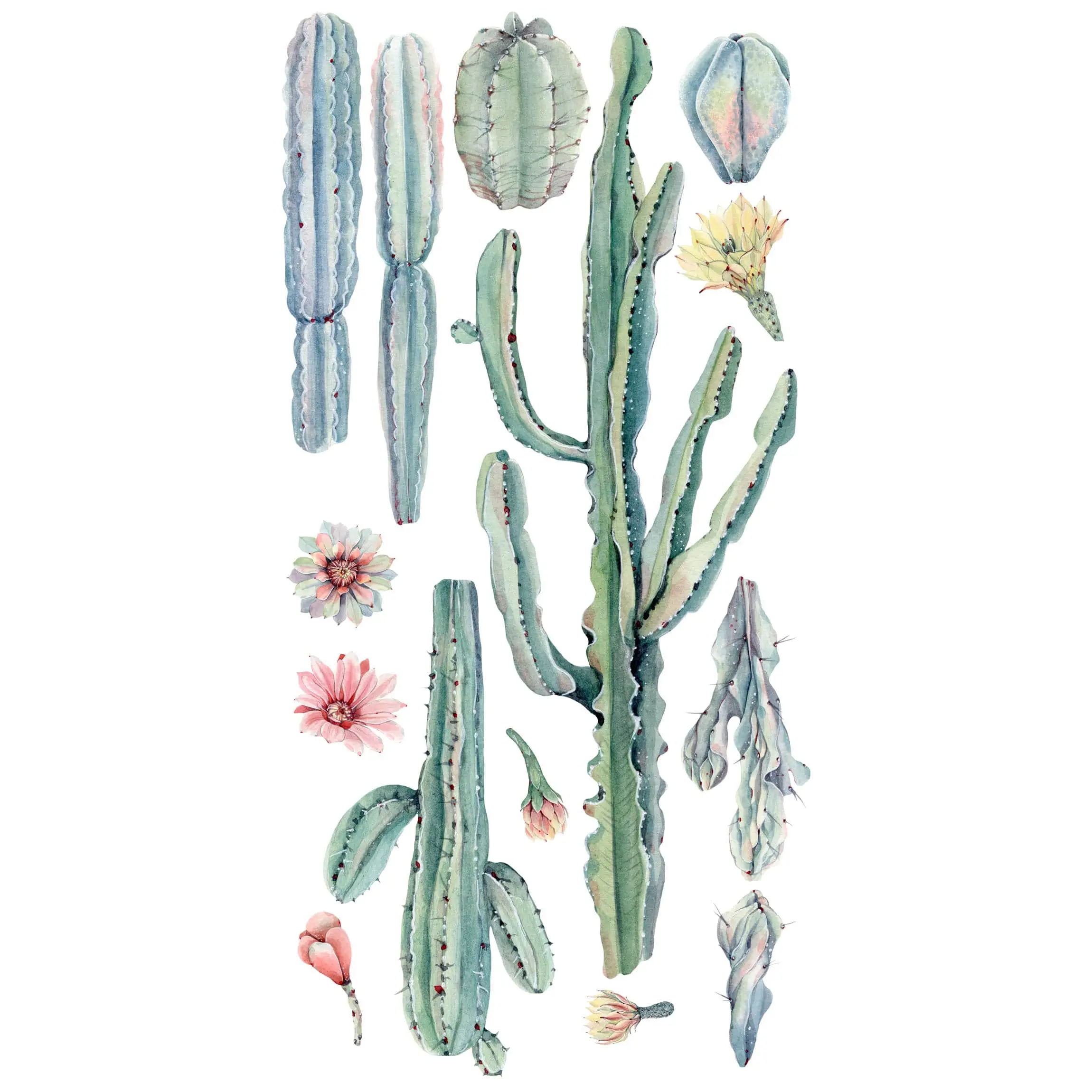 Bl眉te XXL Aquarell Kaktus Set