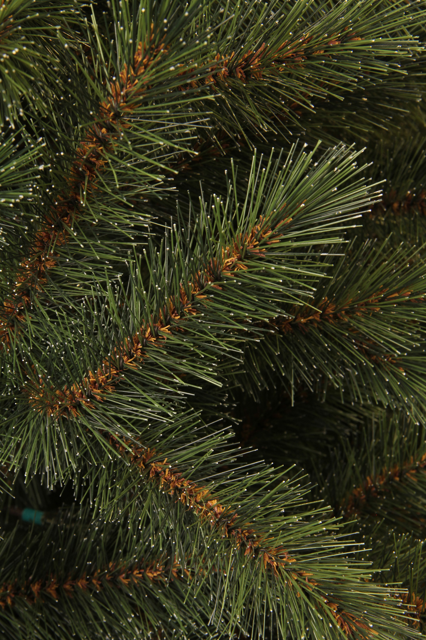 Weihnachtsbaum Bristlecone kaufen | home24