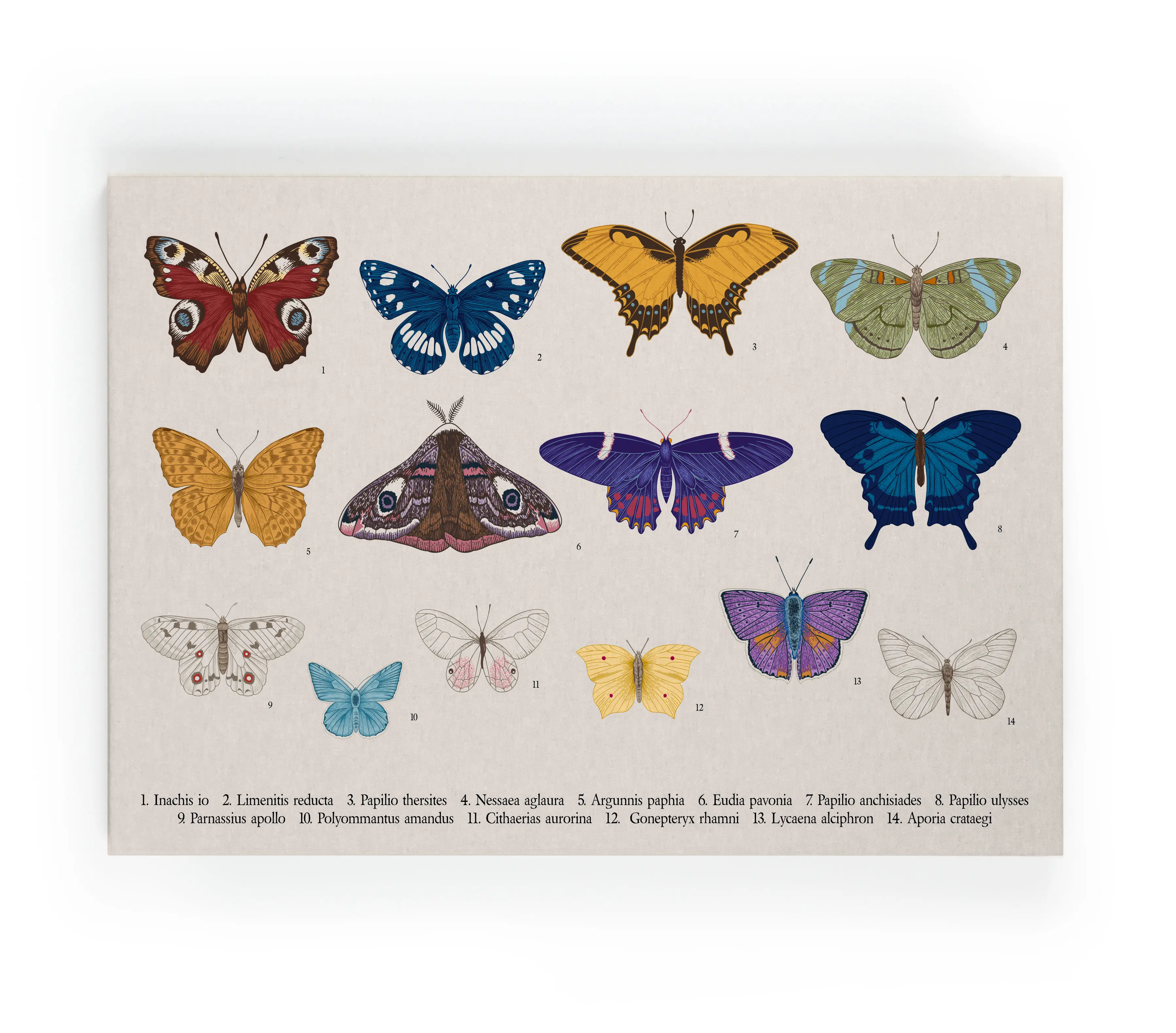 60x40 Leinwand f盲rben Schmetterlinge