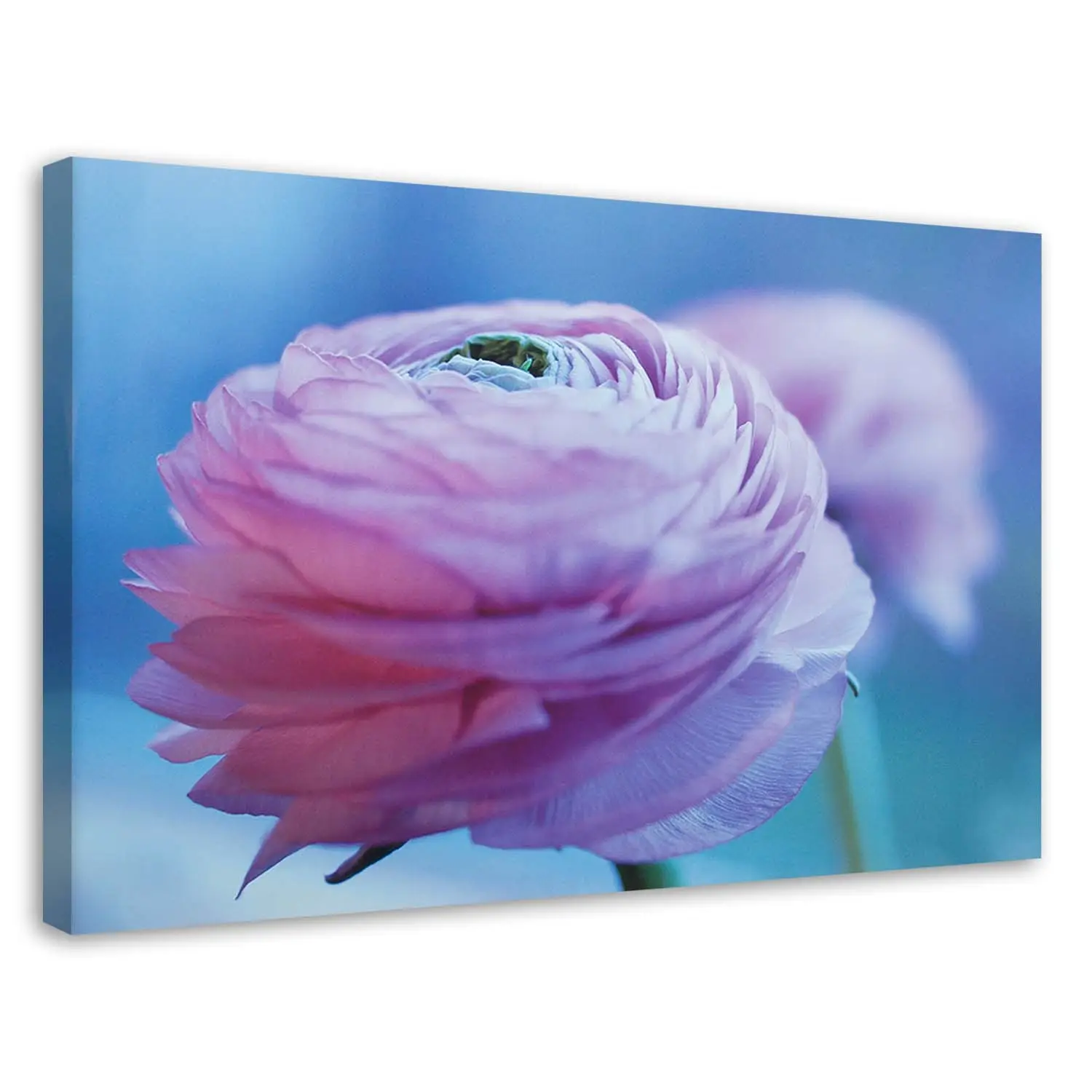 Natur Blume Pfingstrose Wandbild