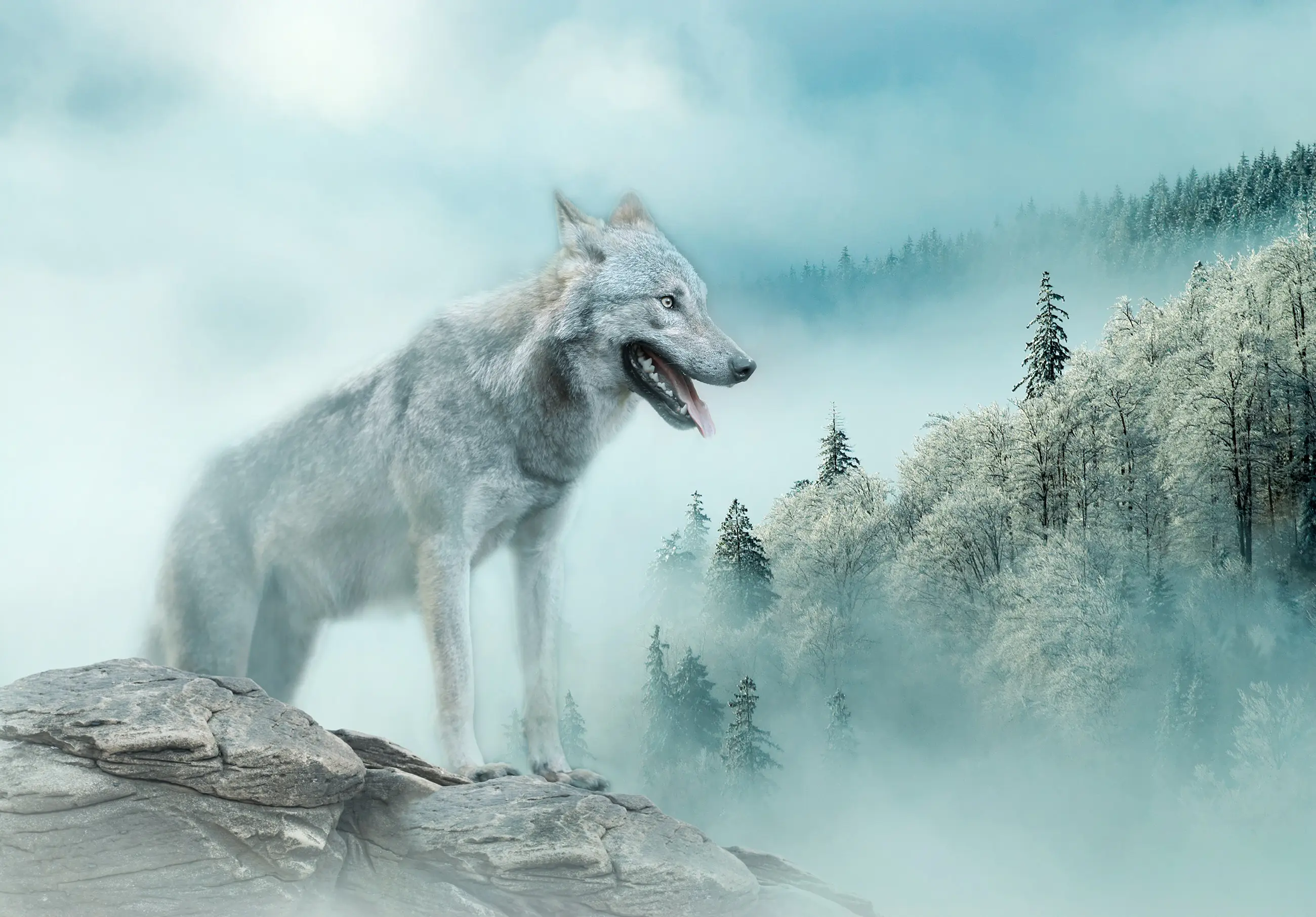 Wald Nebel Wolf Fototapete Vlies