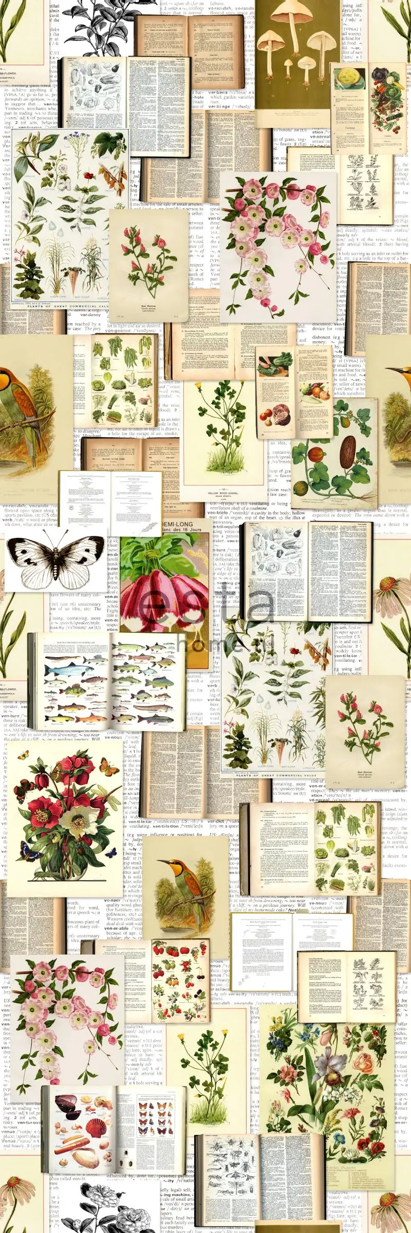 Fototapete botanische Motive | Tapeten