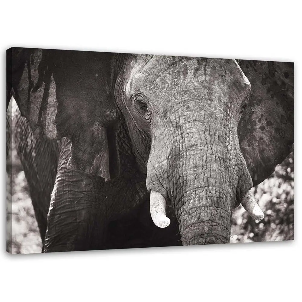 Wandbild Elefant Afrika Schwarz und Wei脽