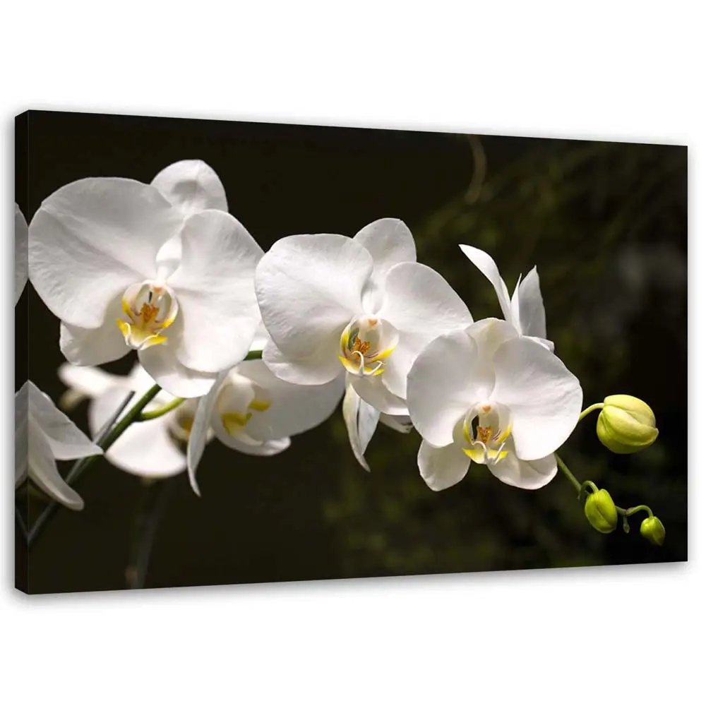 Bilder Orchideen Natur Blumen