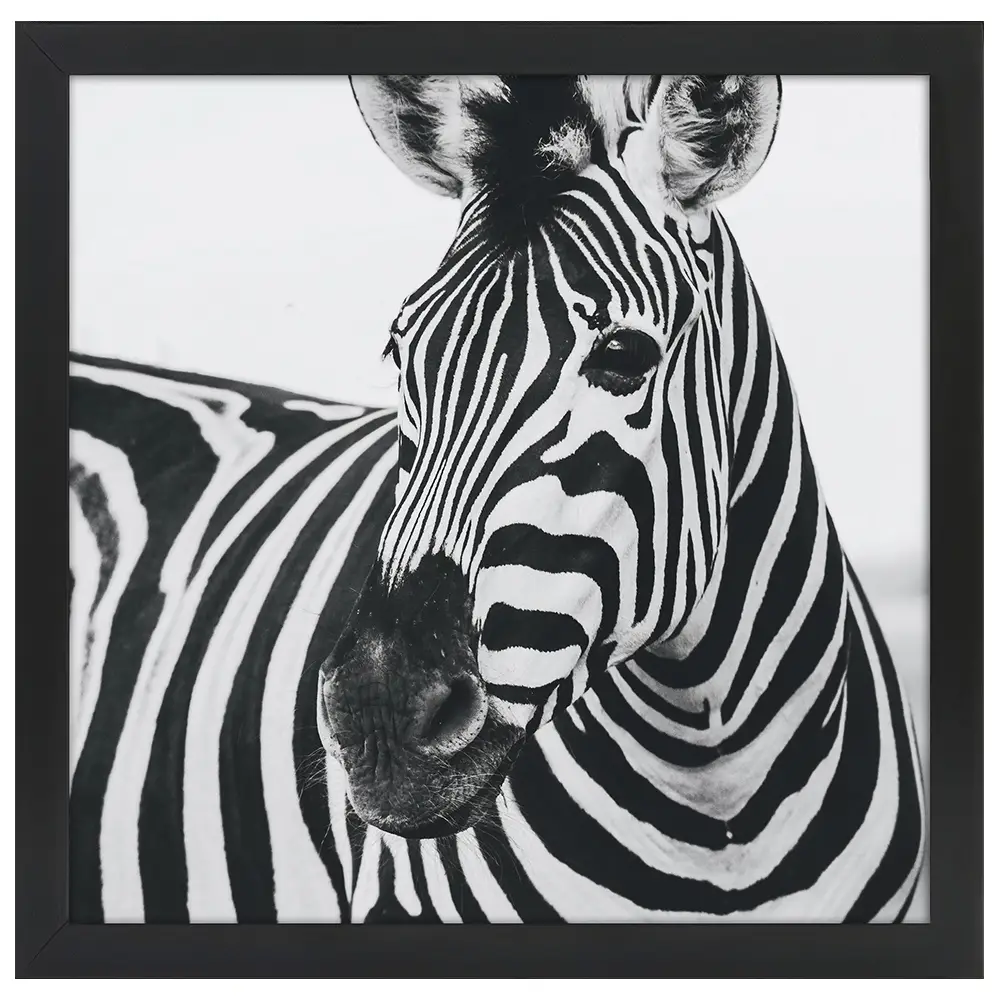 Schnauze Bilderrahmen Poster des Zebras