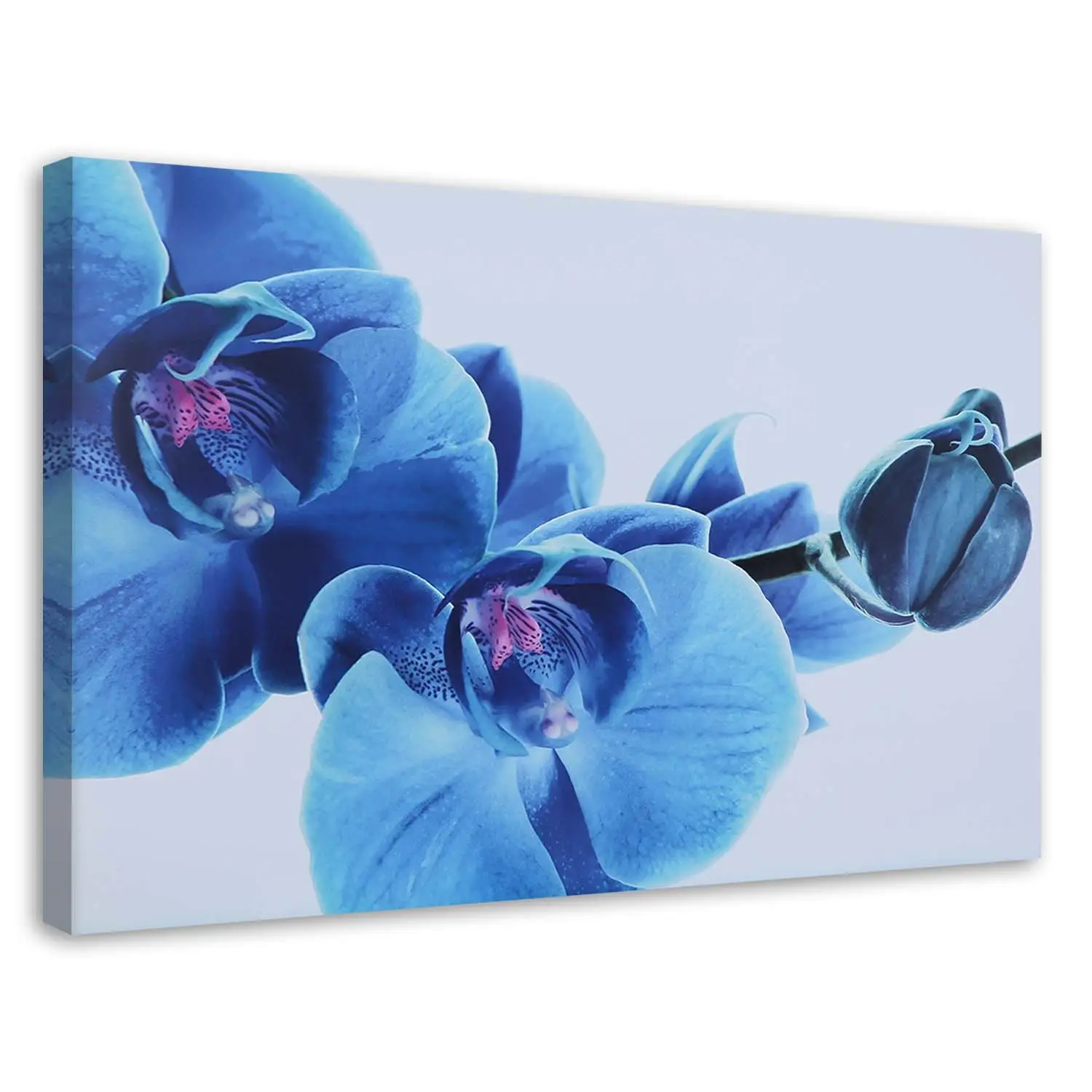 Bild Orchidee Blumen leinwand auf Blau
