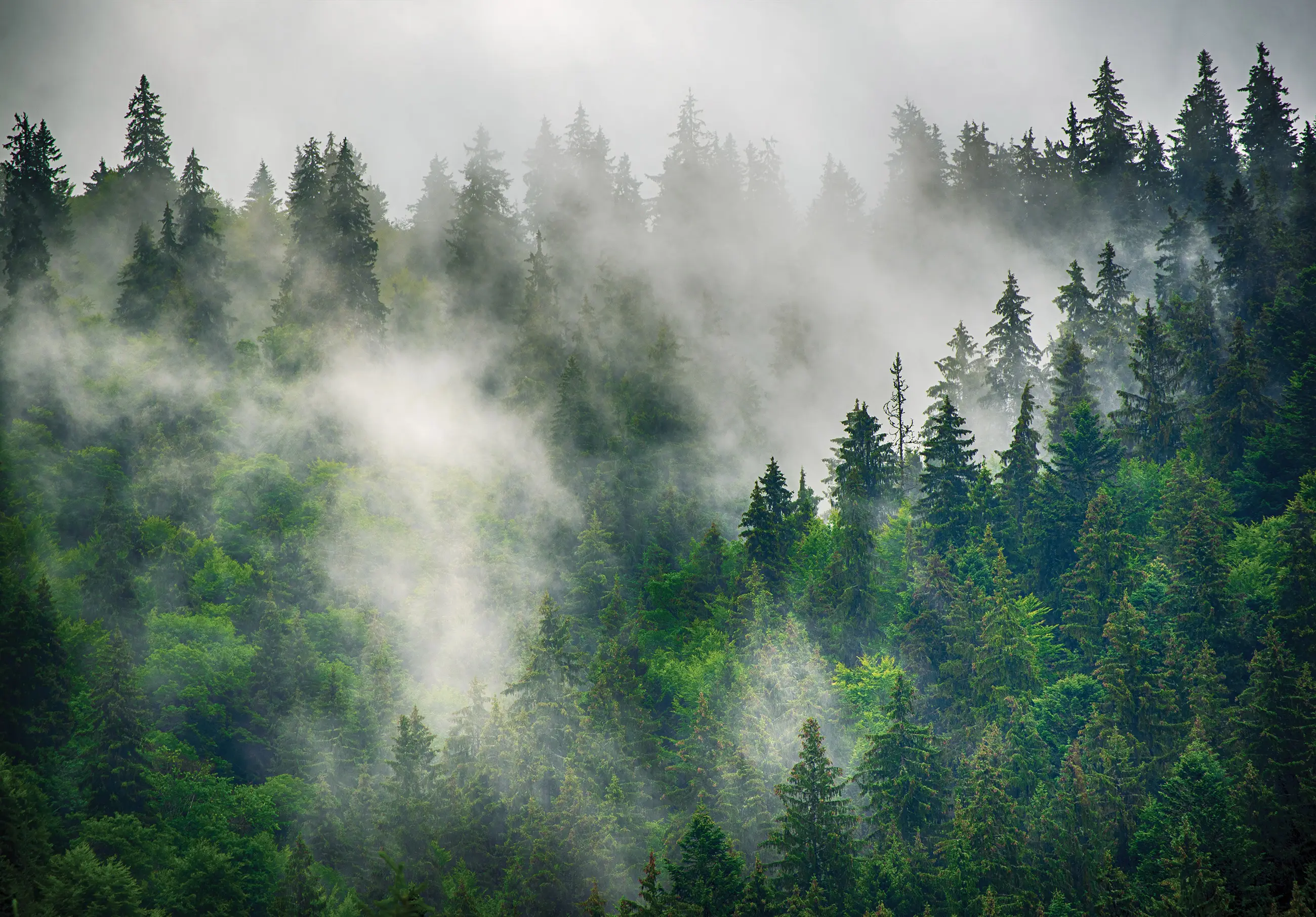Berge Nebel Wald Vlies im Fototapete