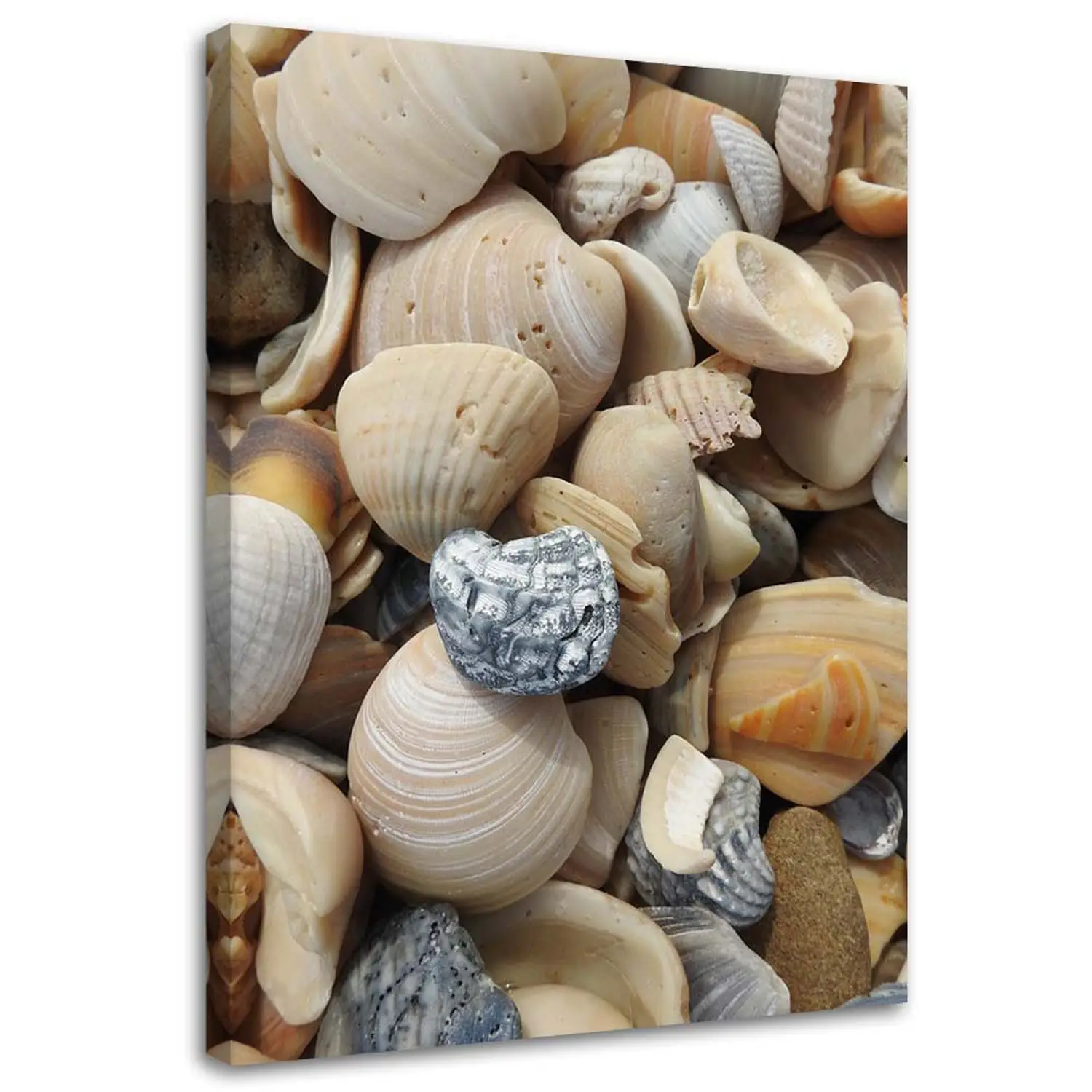 Bild auf leinwand Muscheln Steine Meer