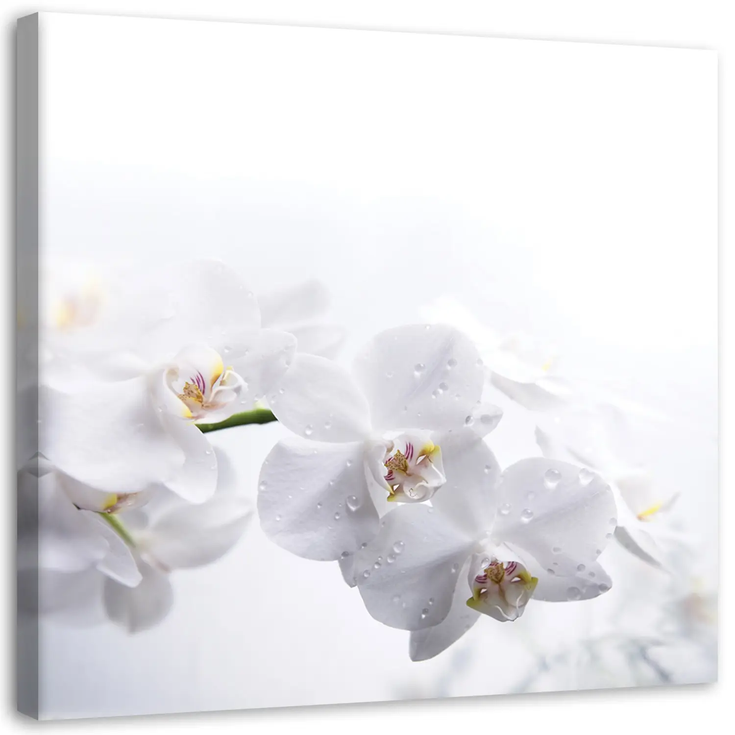Wei脽e Leinwandbild Natur Orchidee Zen