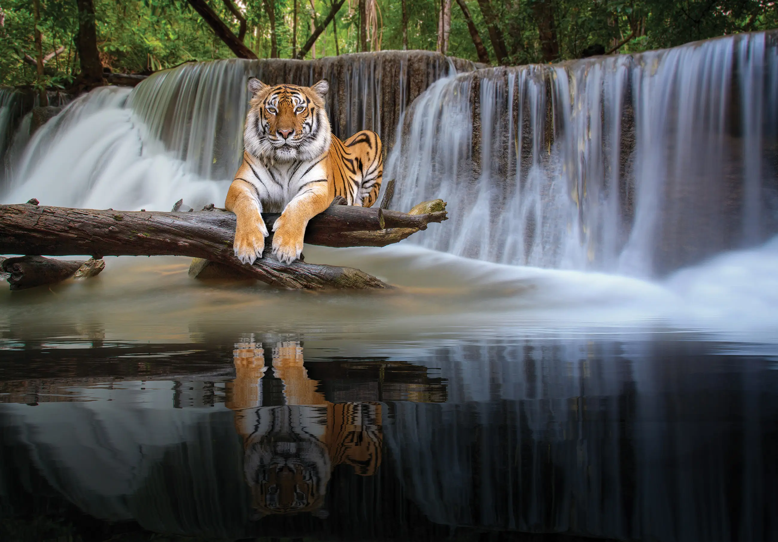 Vlies Fototapete Tiger Wasserfall Natur