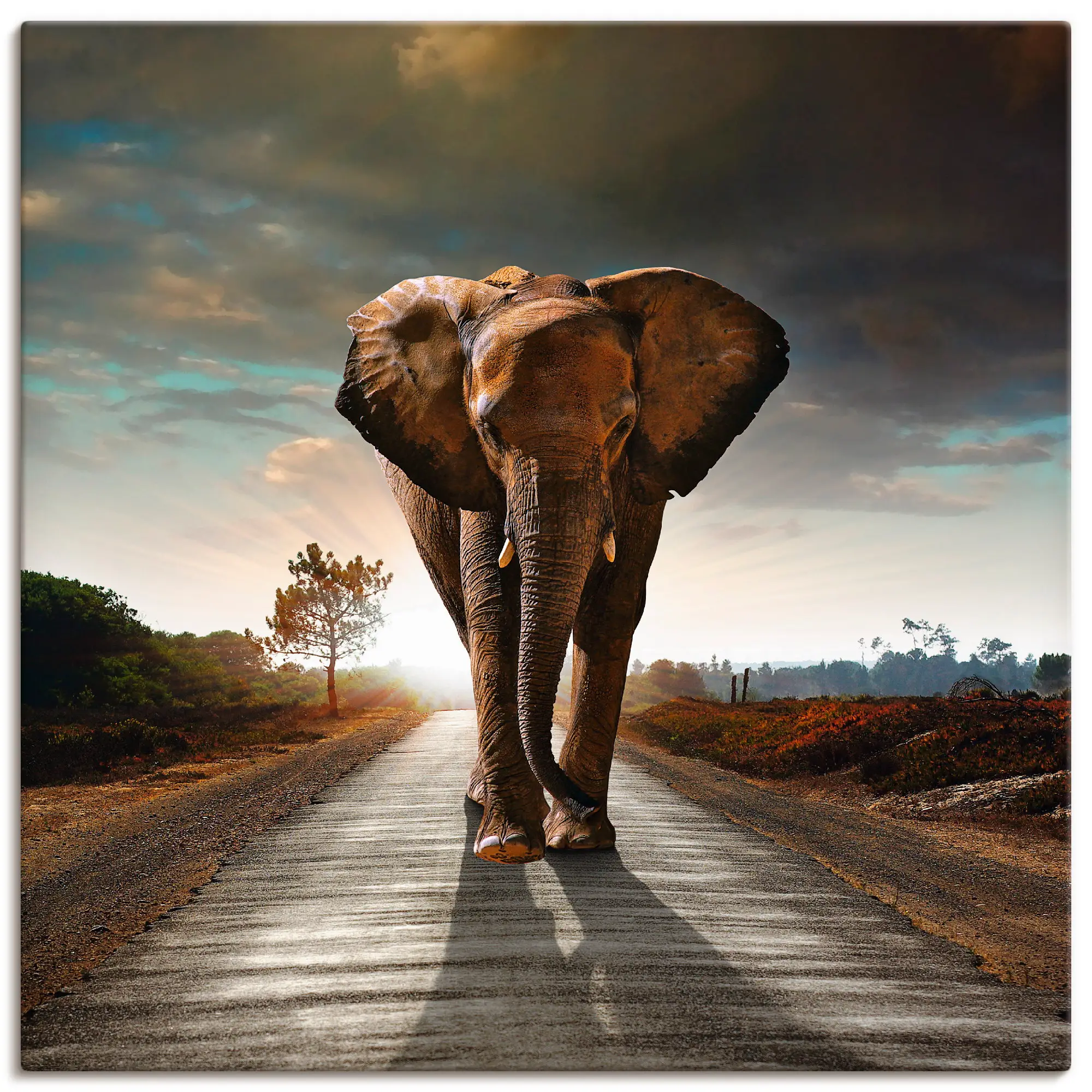 Stra脽e der Elefant auf Leinwandbild