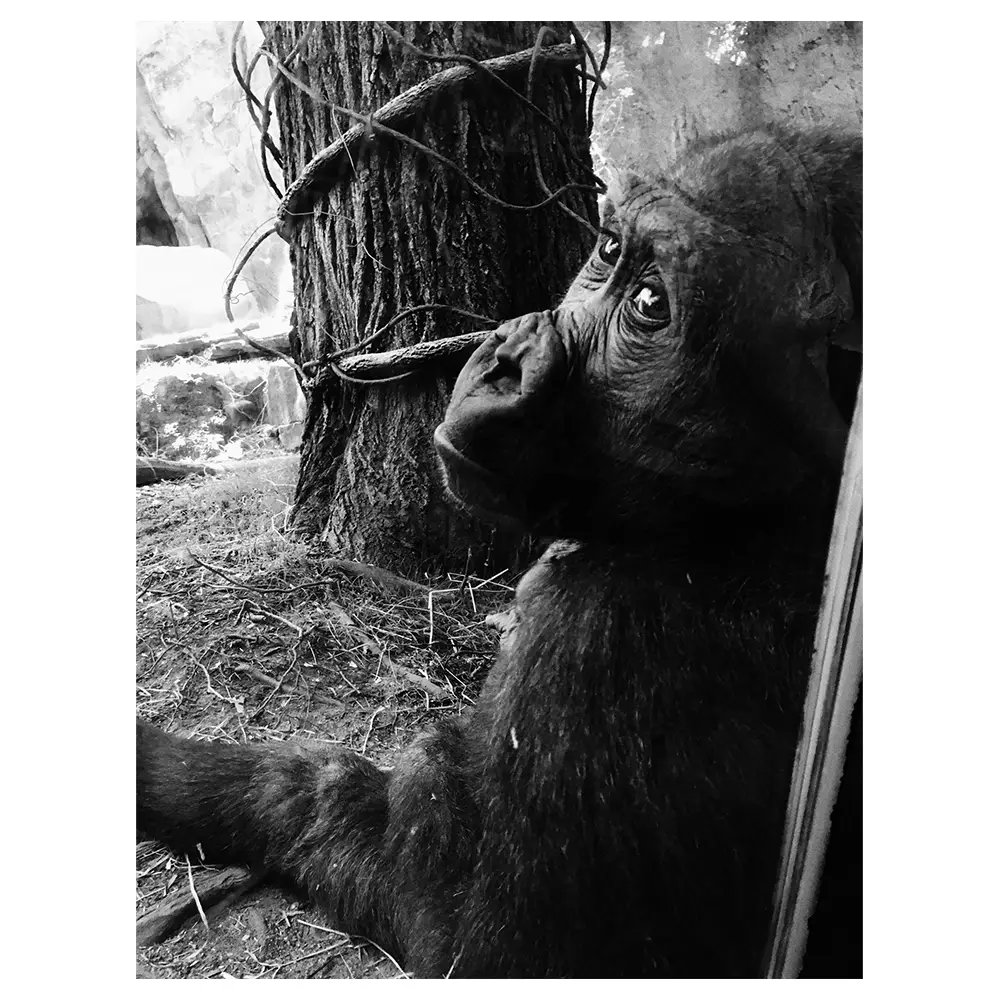 Leinwandbild Der Schimpanse | Bilder